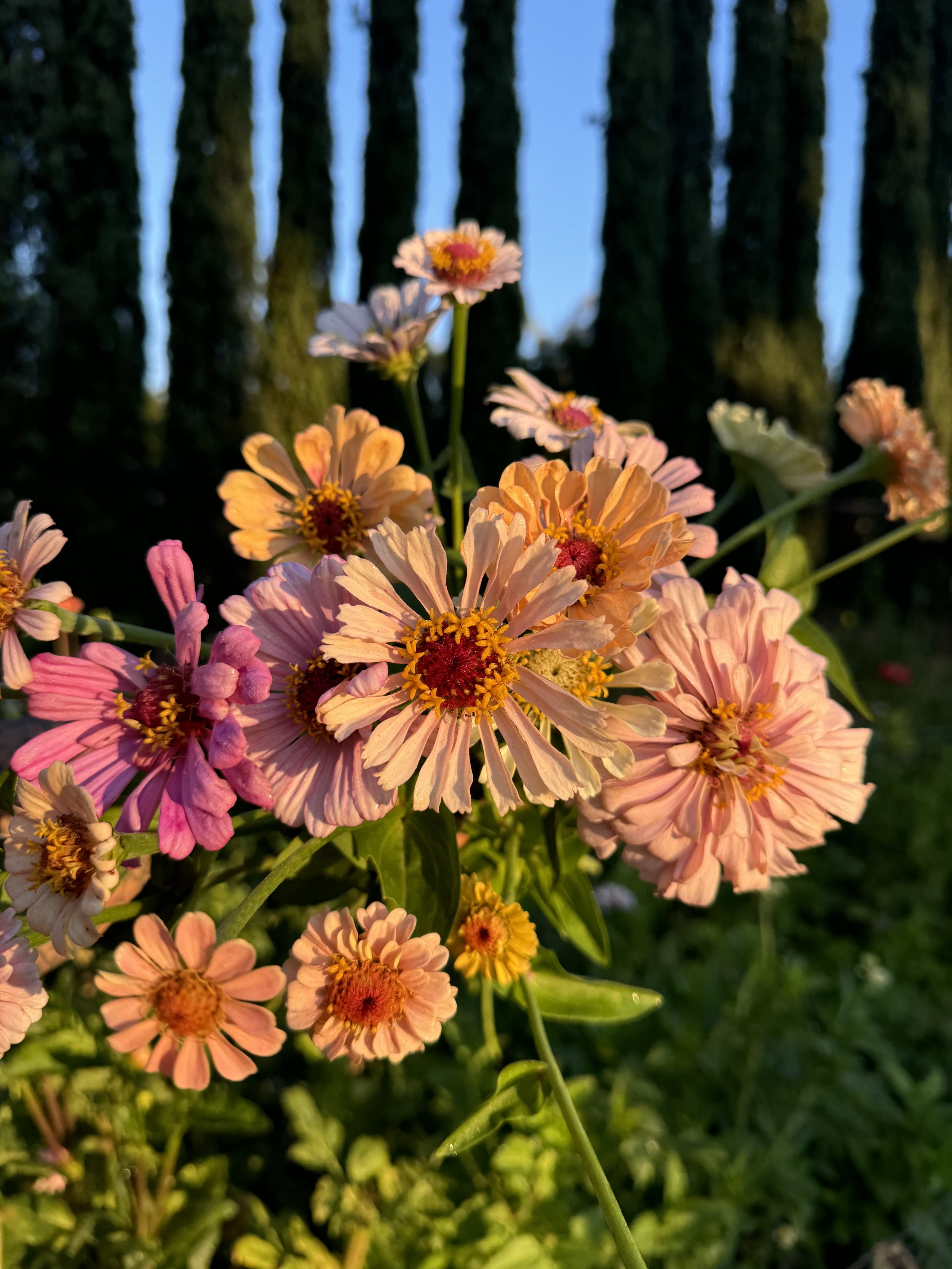 IMG_7705.jpeg