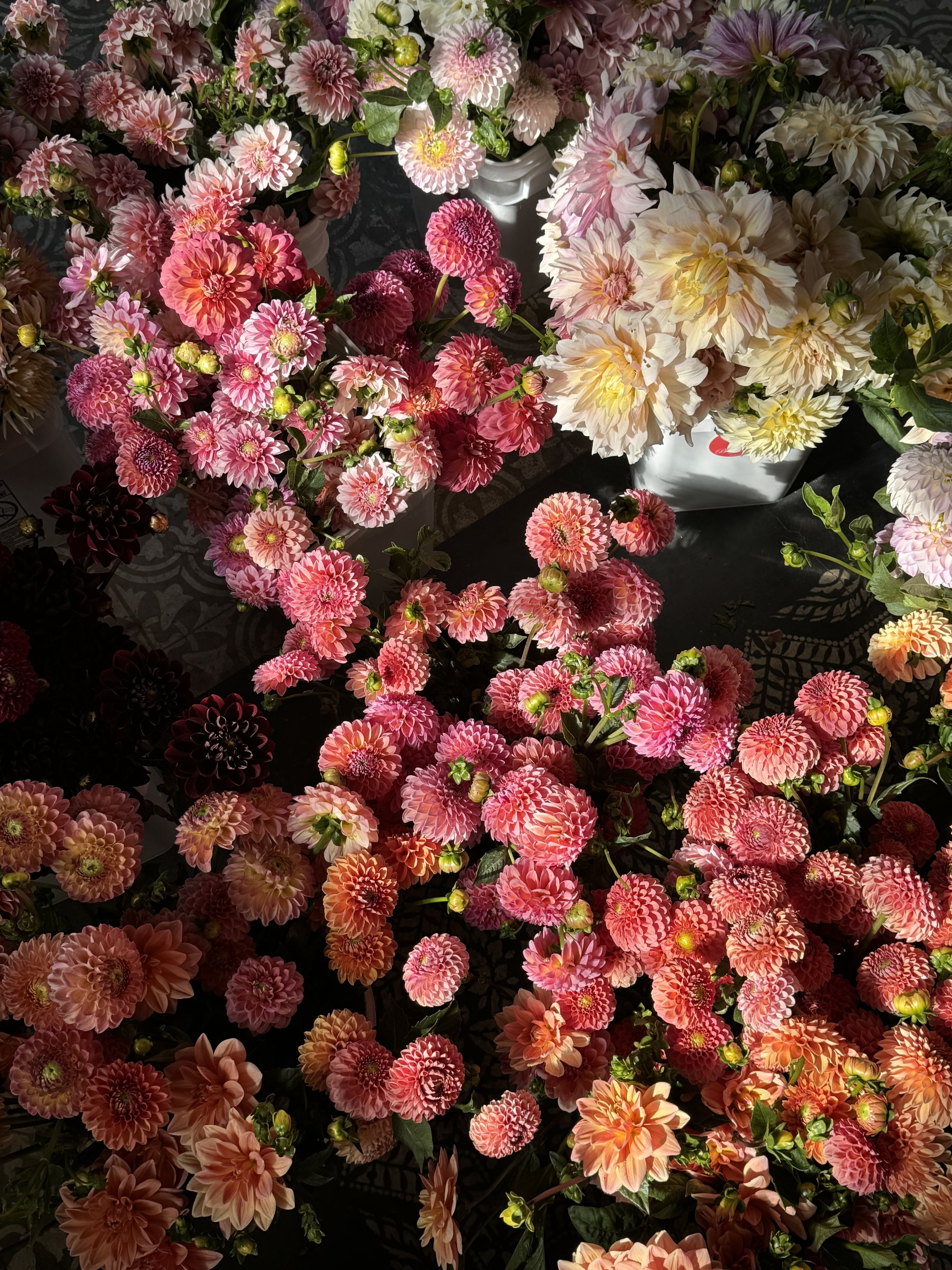 IMG_7120.jpeg