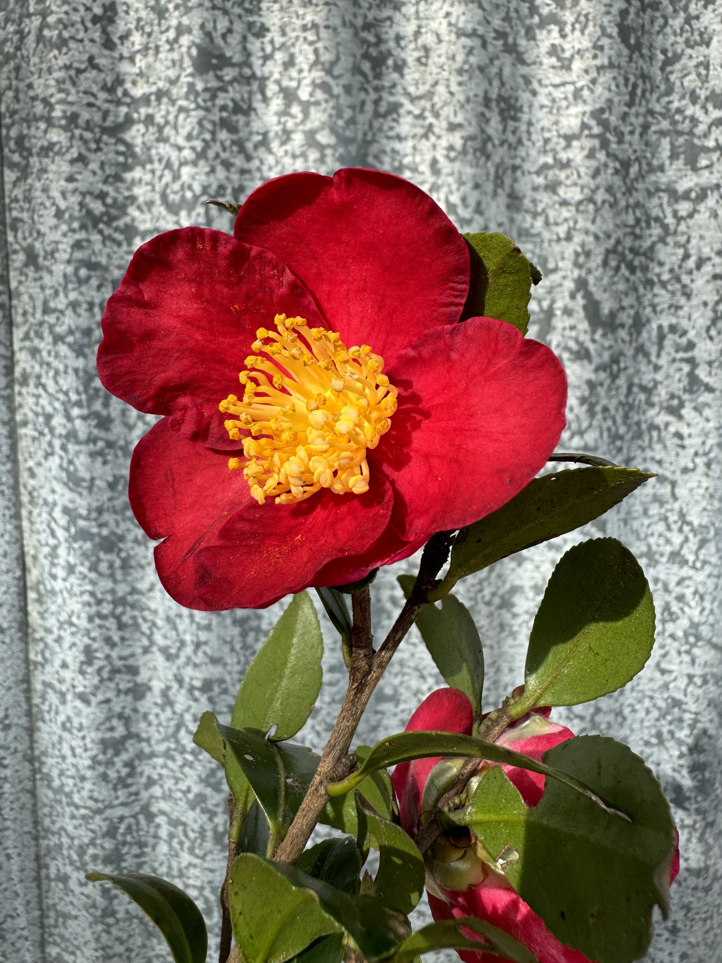 IMG_6703.jpeg