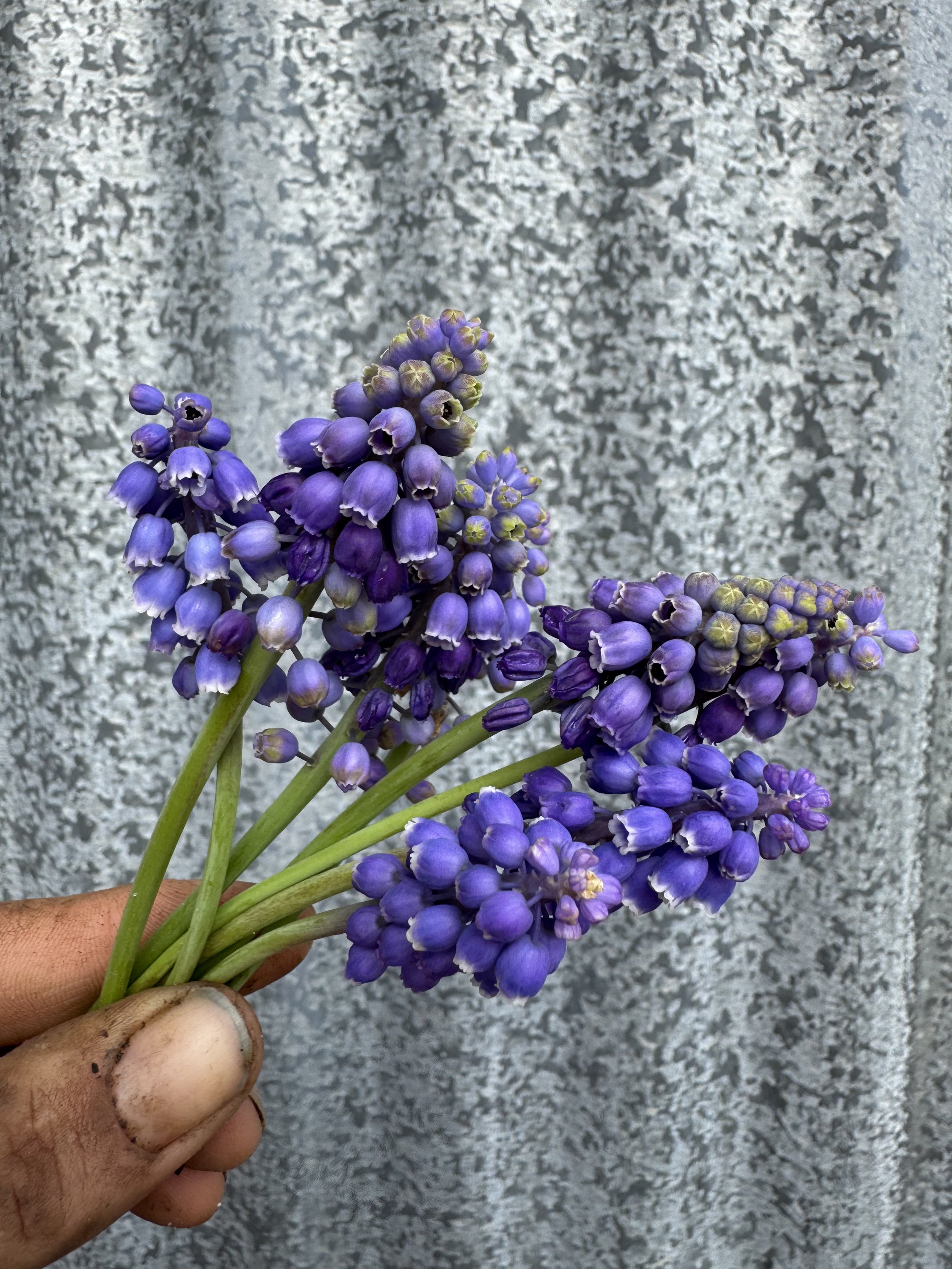 IMG_1949.jpeg