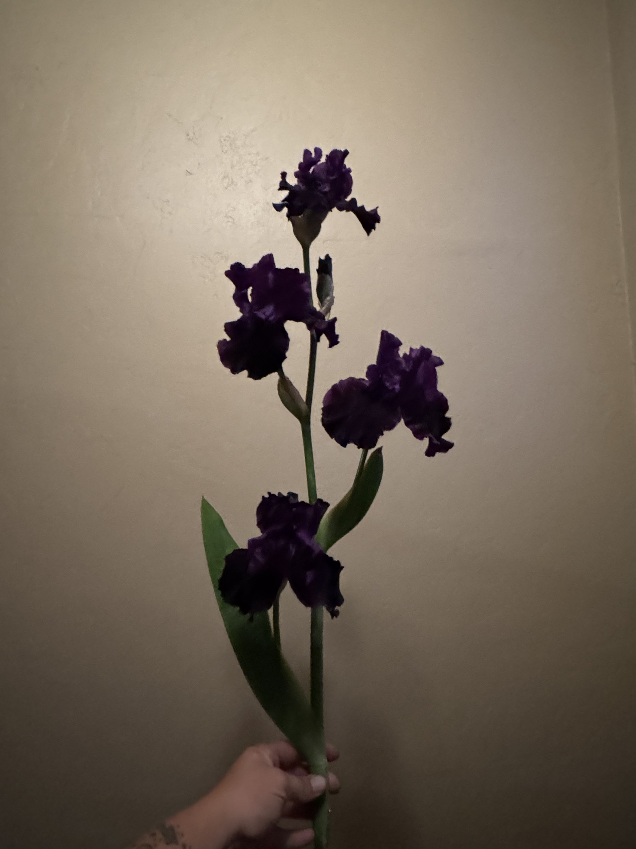 IMG_4676.jpeg