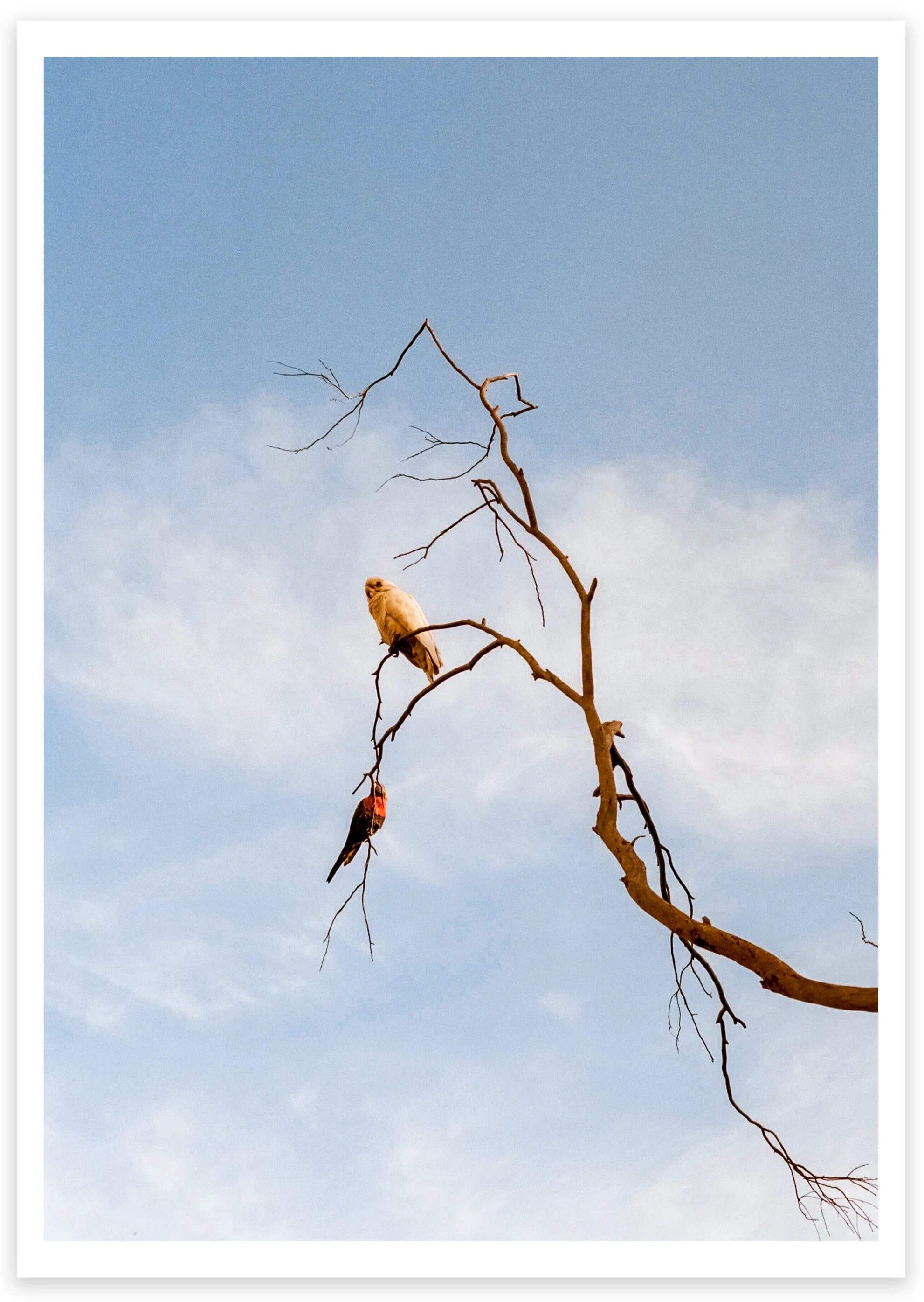 Untethered Photographic Print.jpg