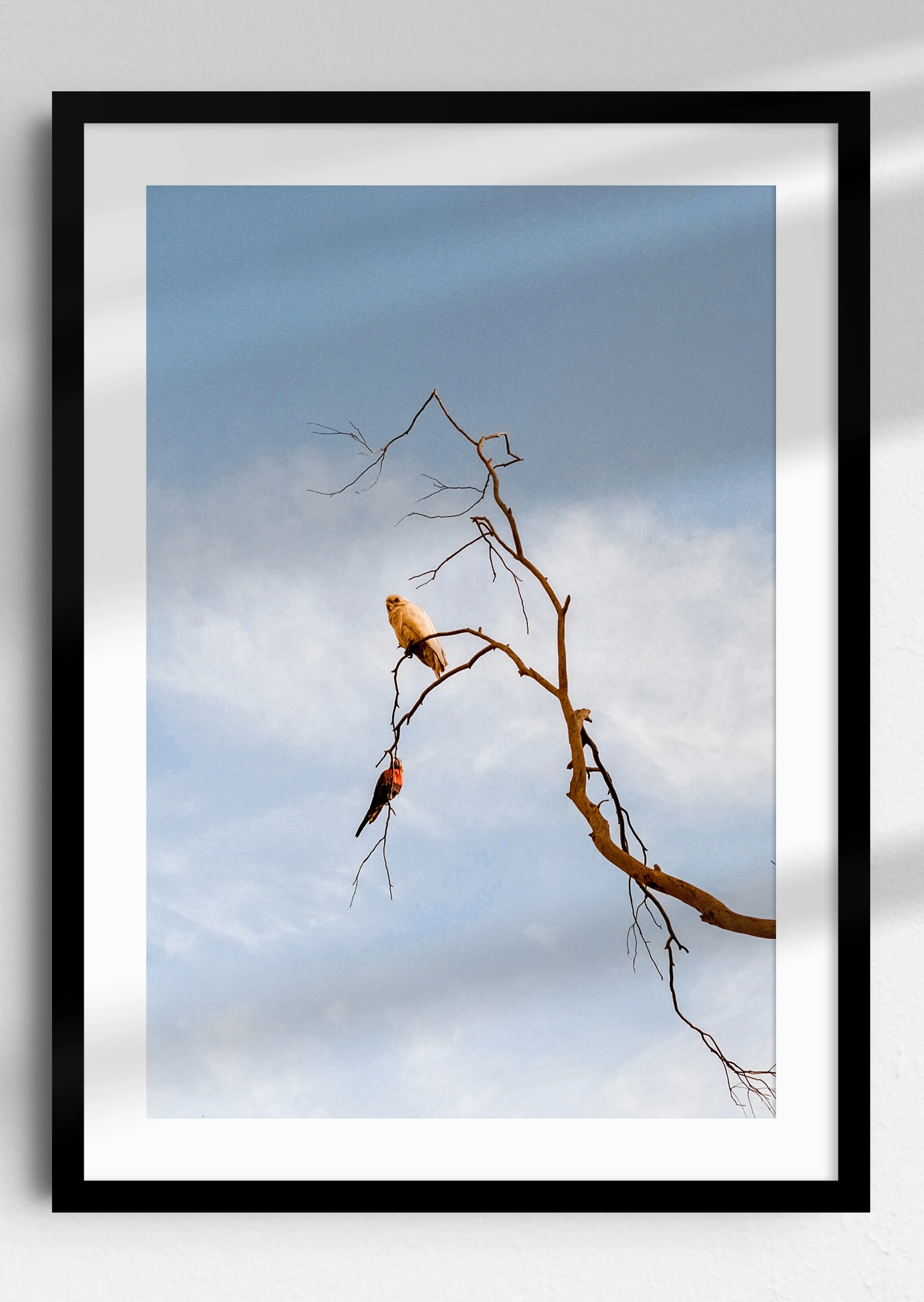 Elevated Black Frame.jpg