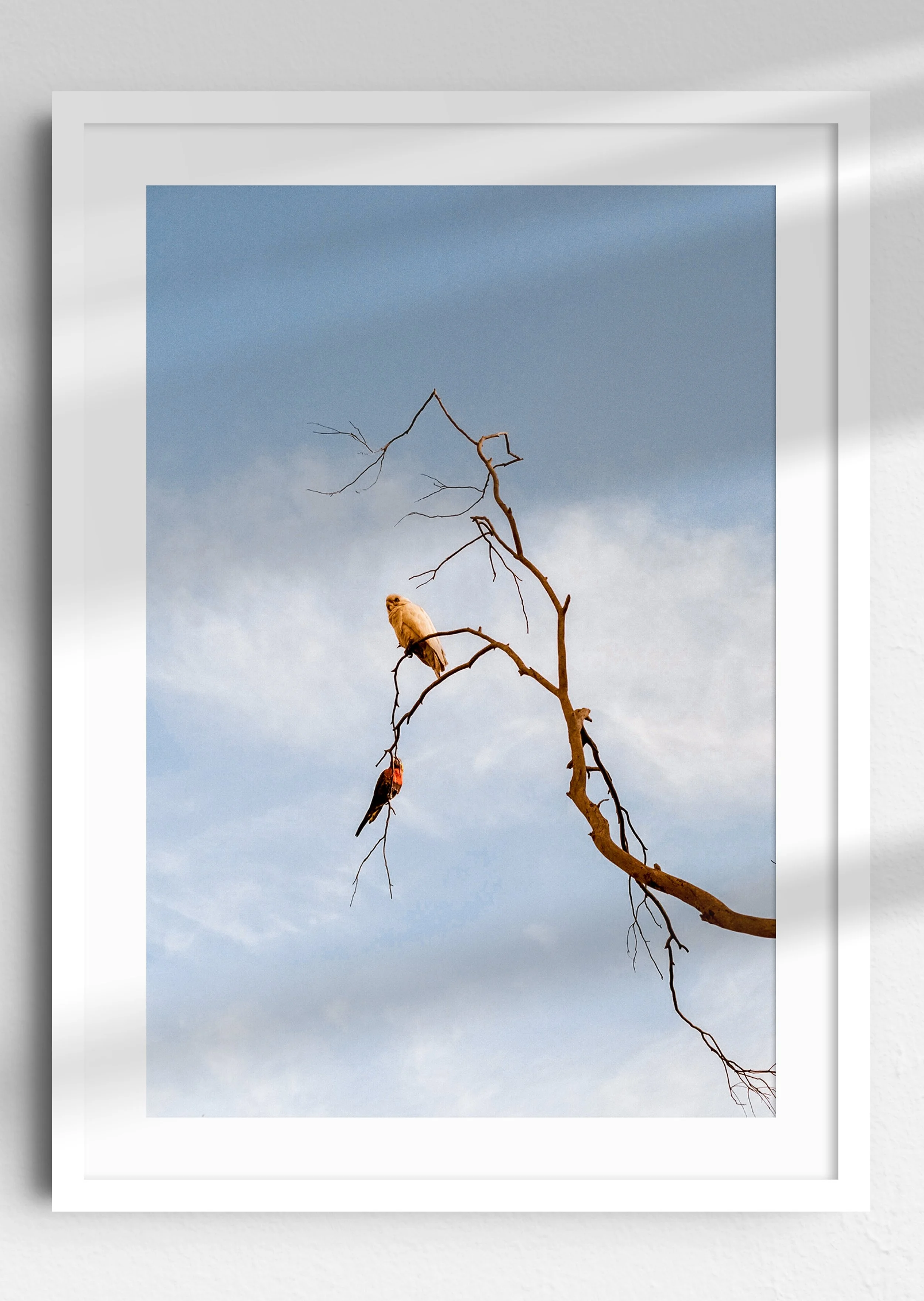Elevated White Frame.jpg