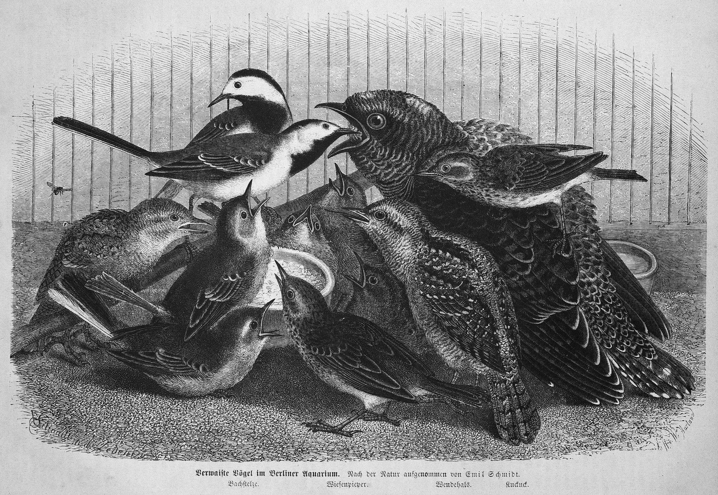 The Devouring Mother: A Response to the Brandon Tobin Story 