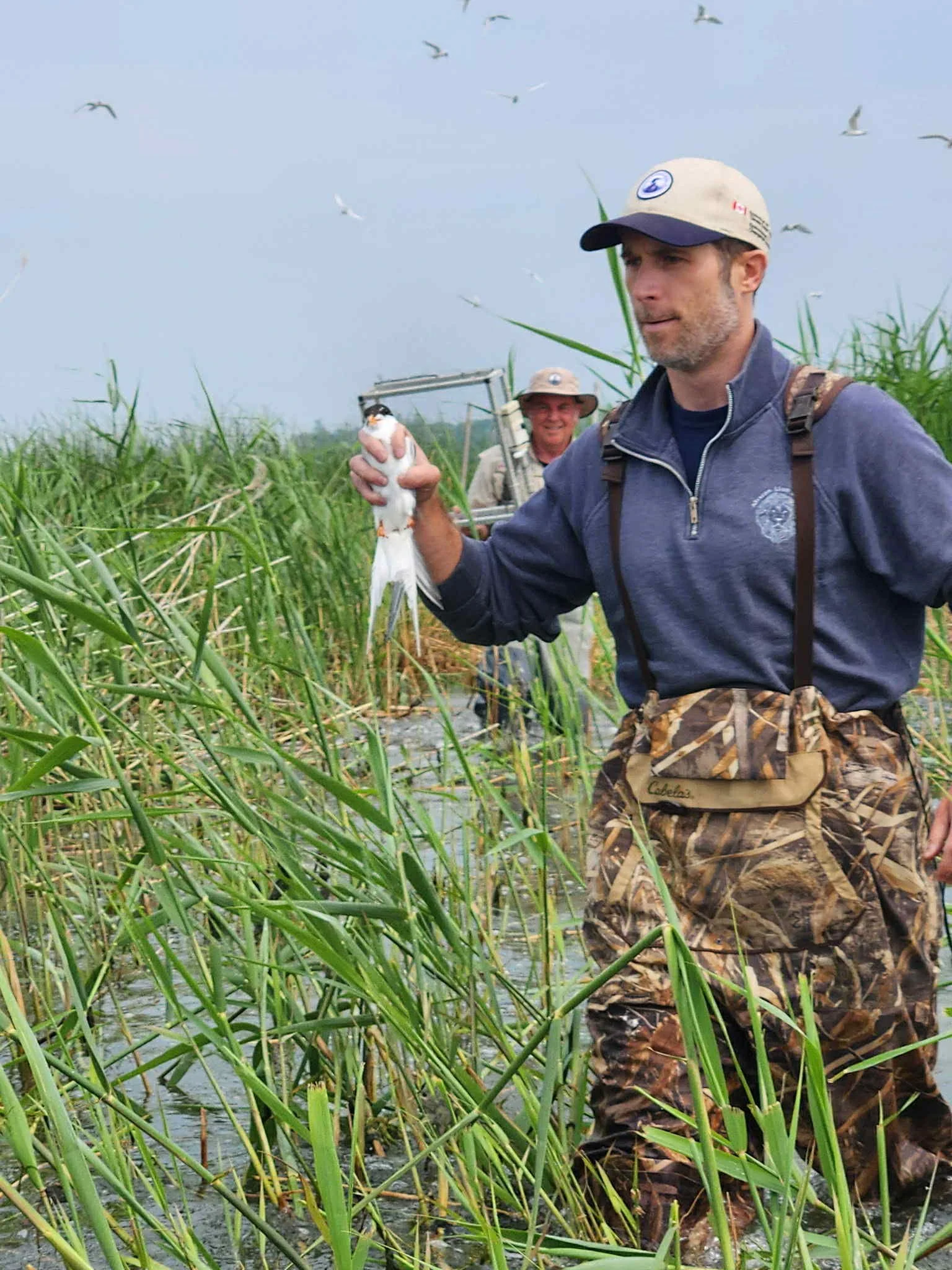 Photo of the author wading through a wetland while clutching a Forster's tern in a songbird grip