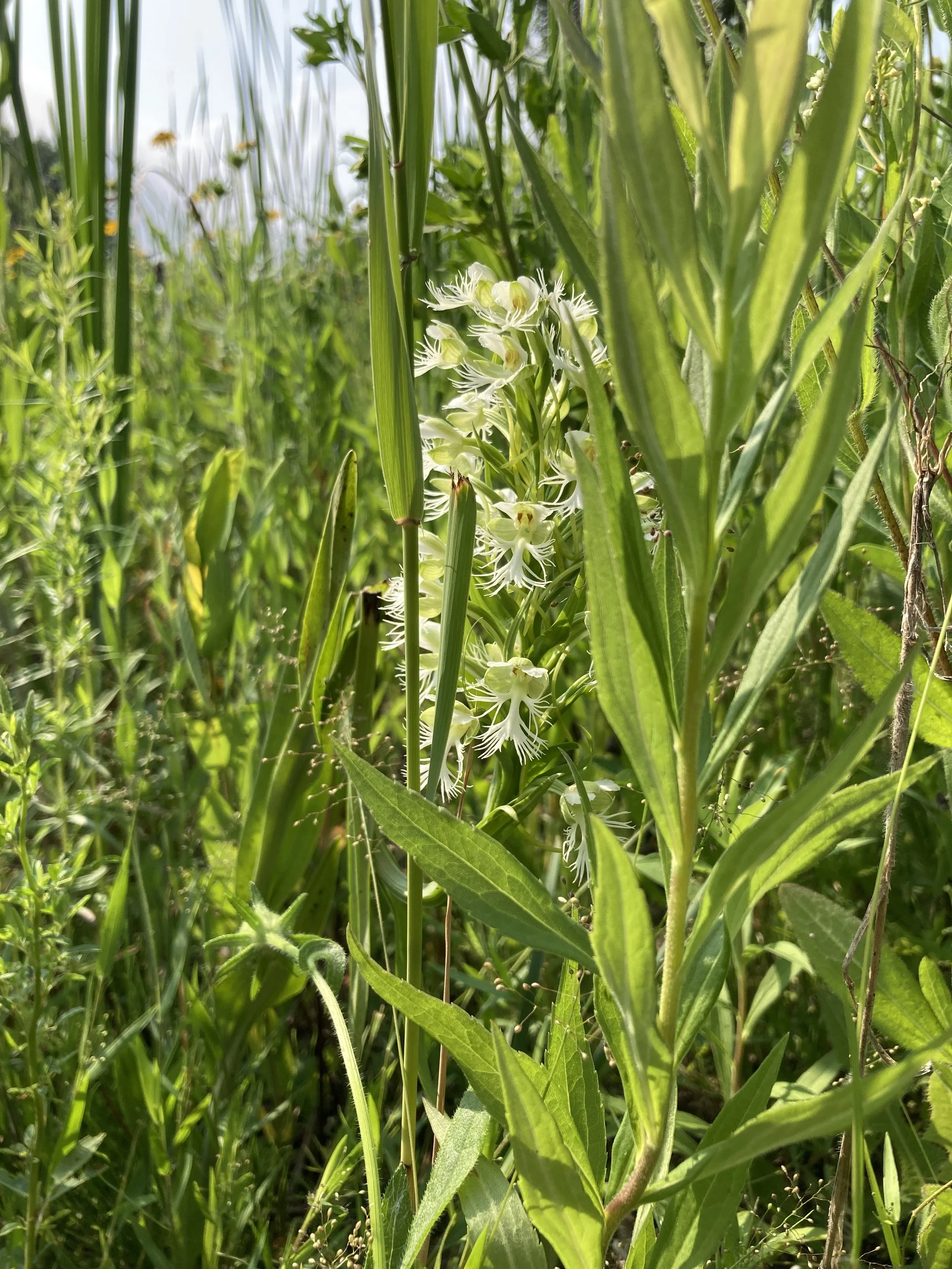 Eastern prairie fringed orchid in bloom amidst dense vegetation