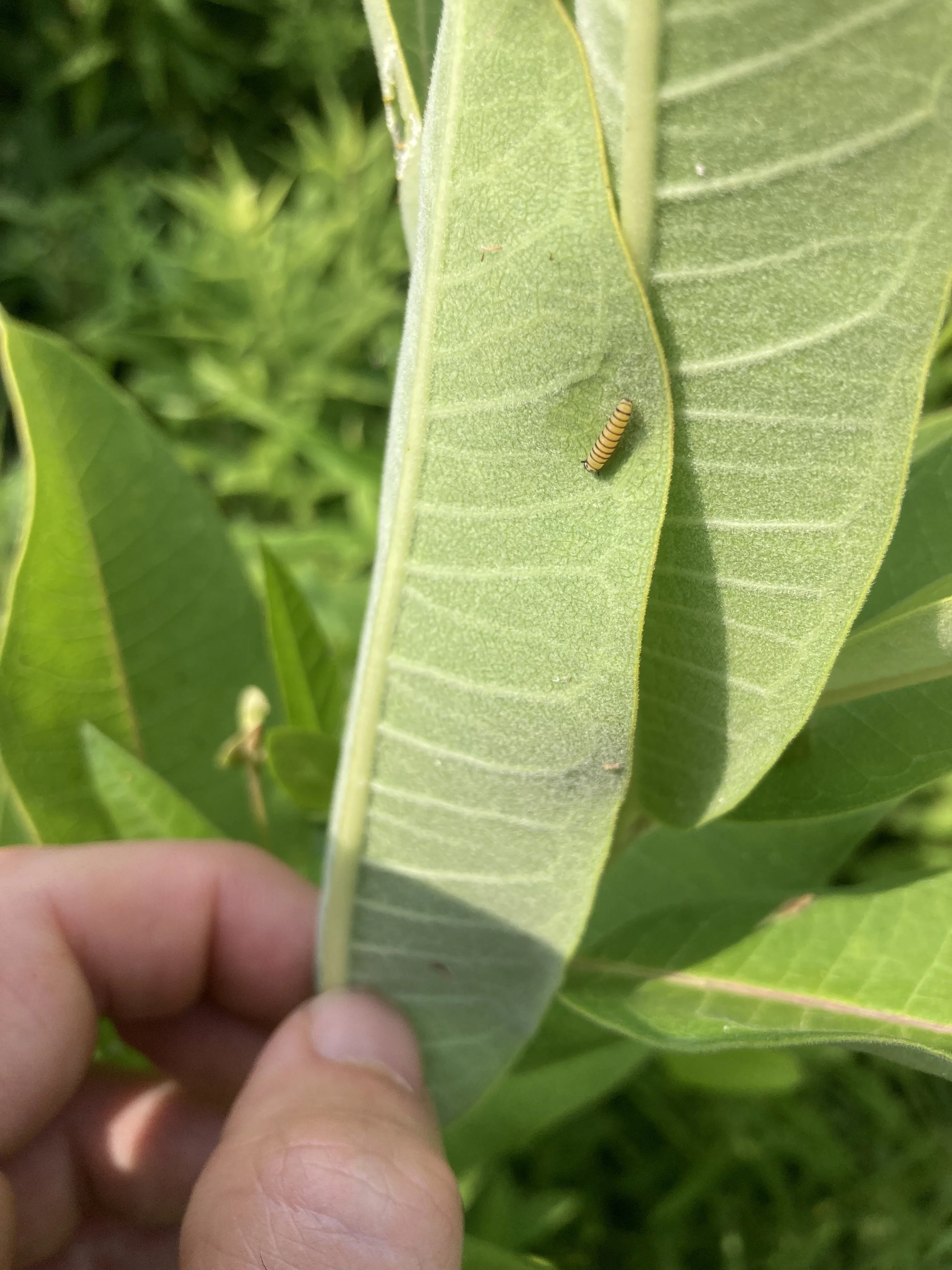 Underside of milkweed leaf with first-stage monarch instar