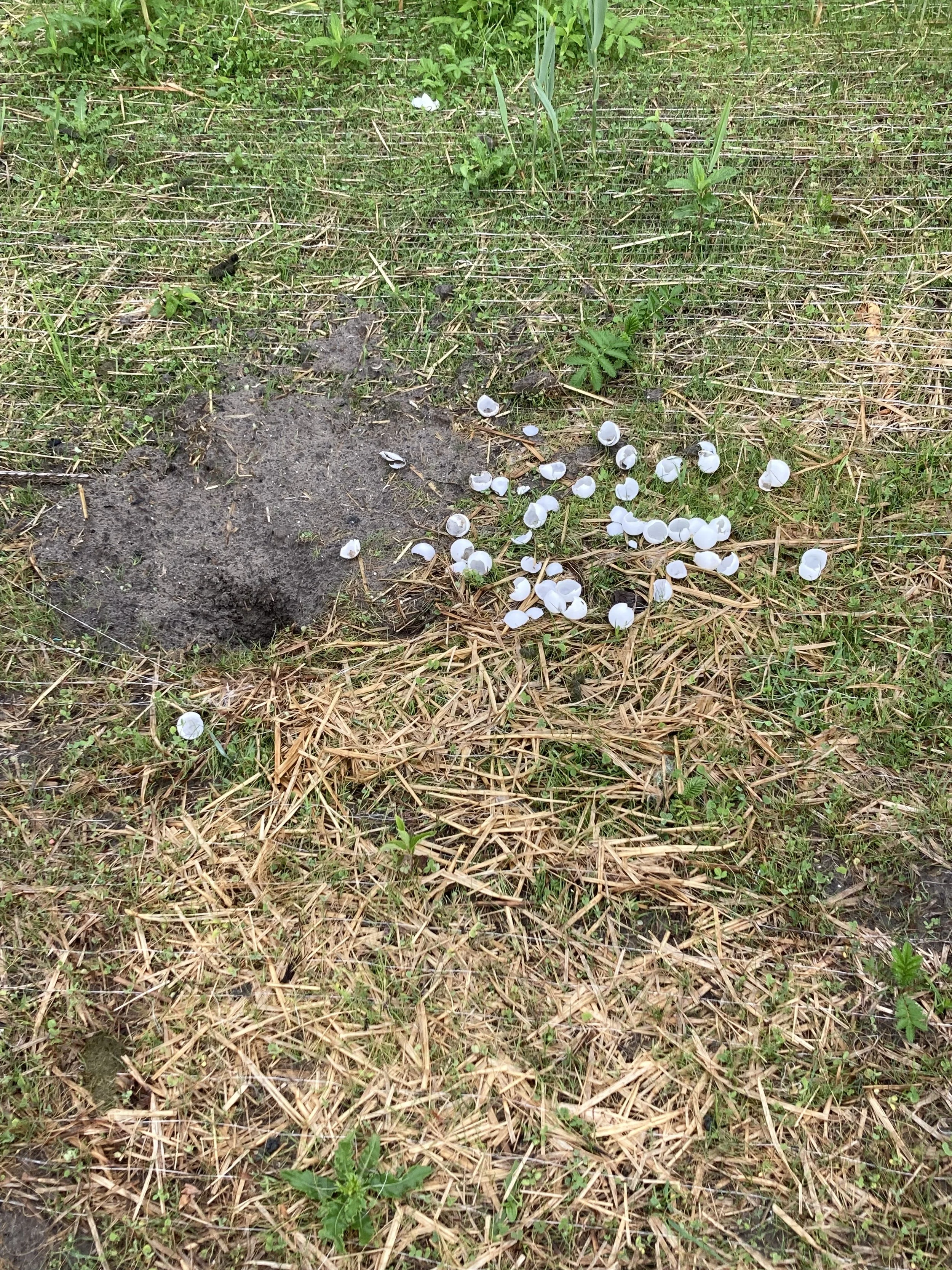 Eggs lie scattered around an excavated nest.