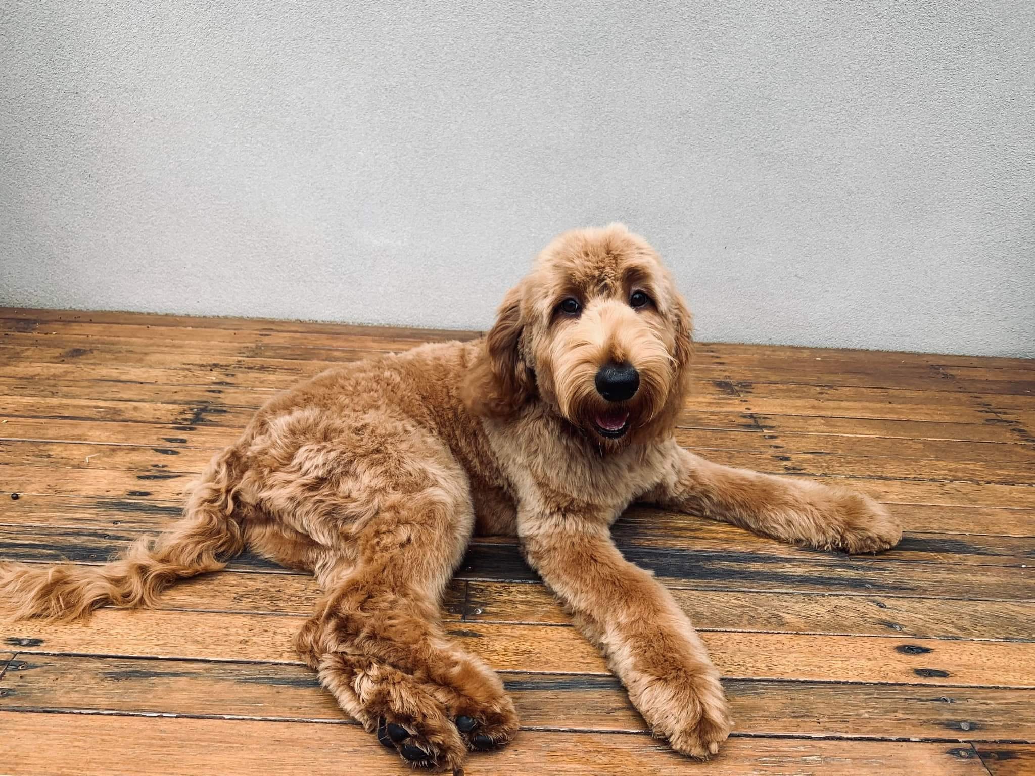 Groodle puppy apricot colour laying on floor inside.