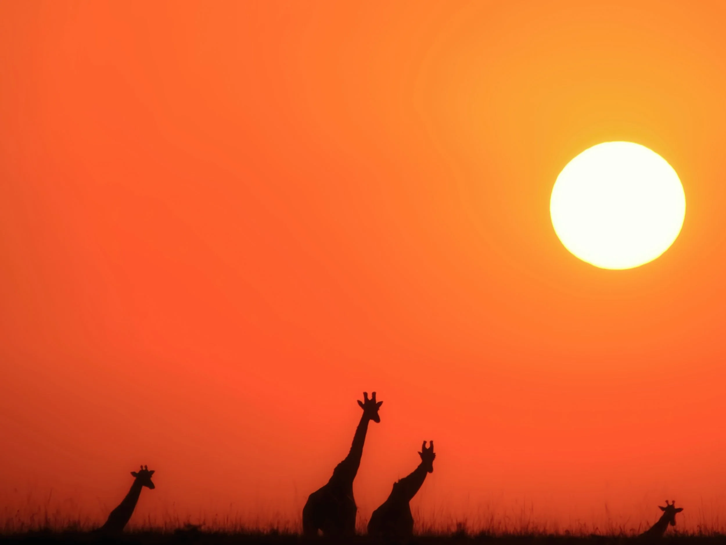 Masai Giraffes at Sunset