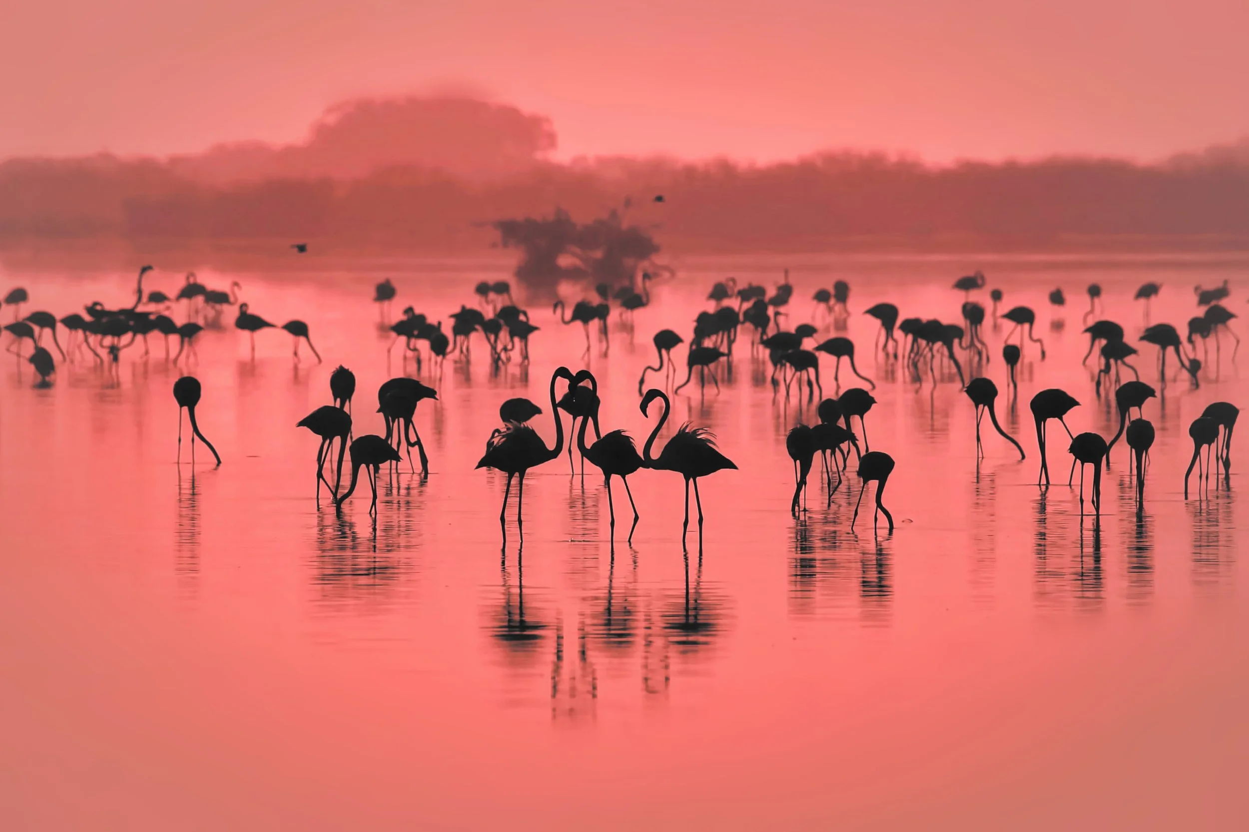 Flamingo Sunset