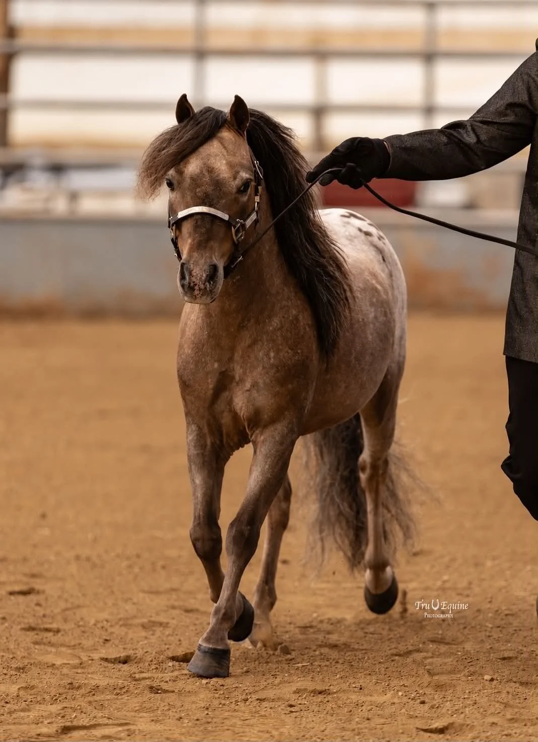 Free Rein Schnapps Crimson Spirit