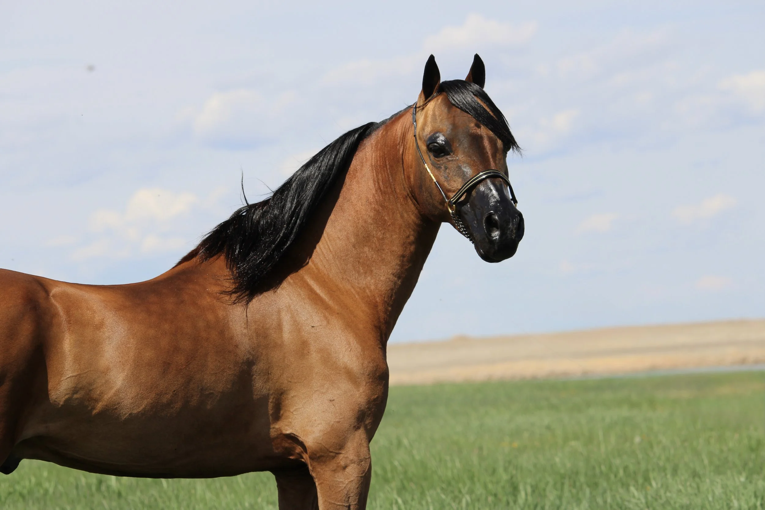 Whispering Hills Eminence