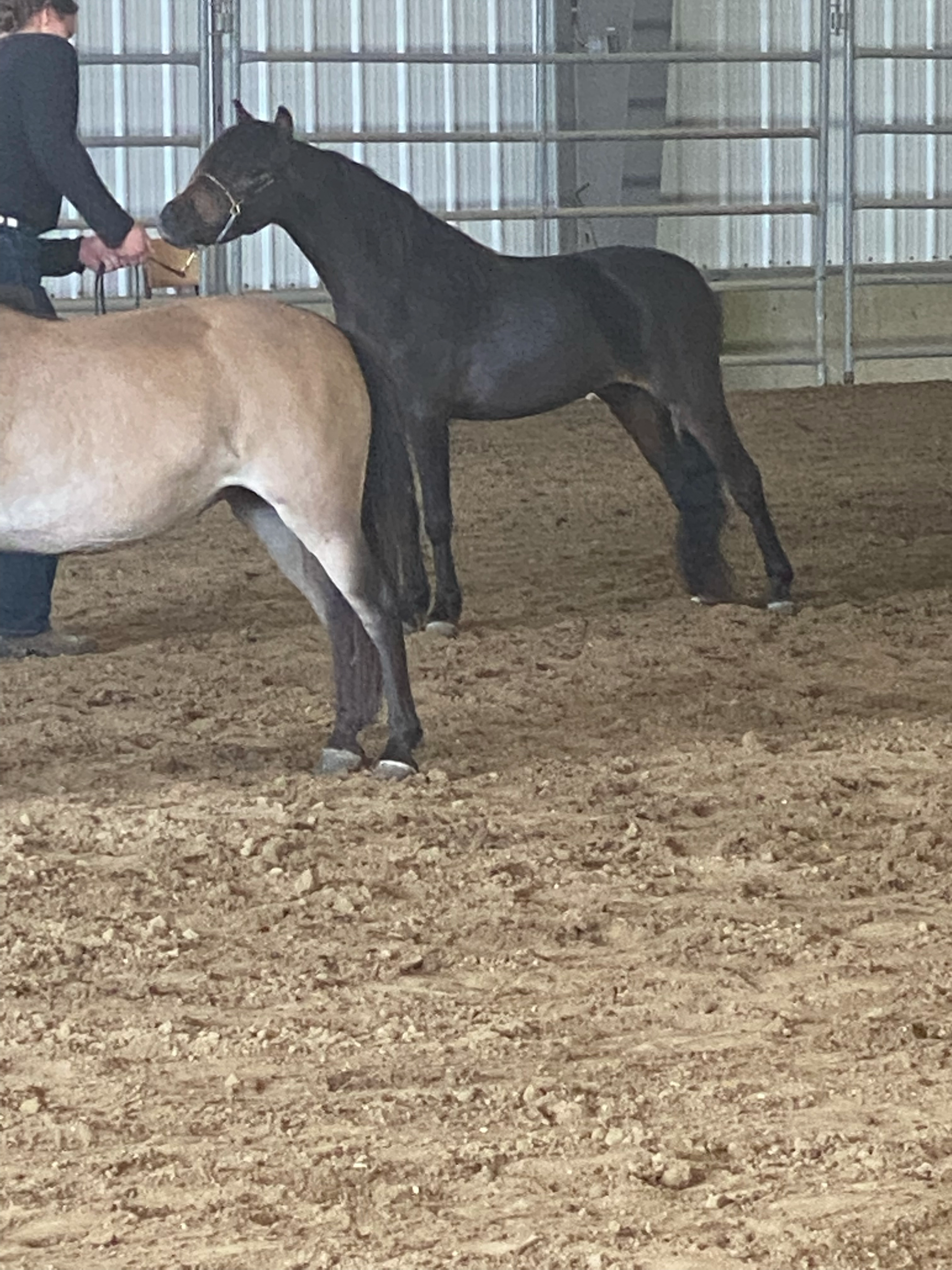 Whispering Hills Rockette
