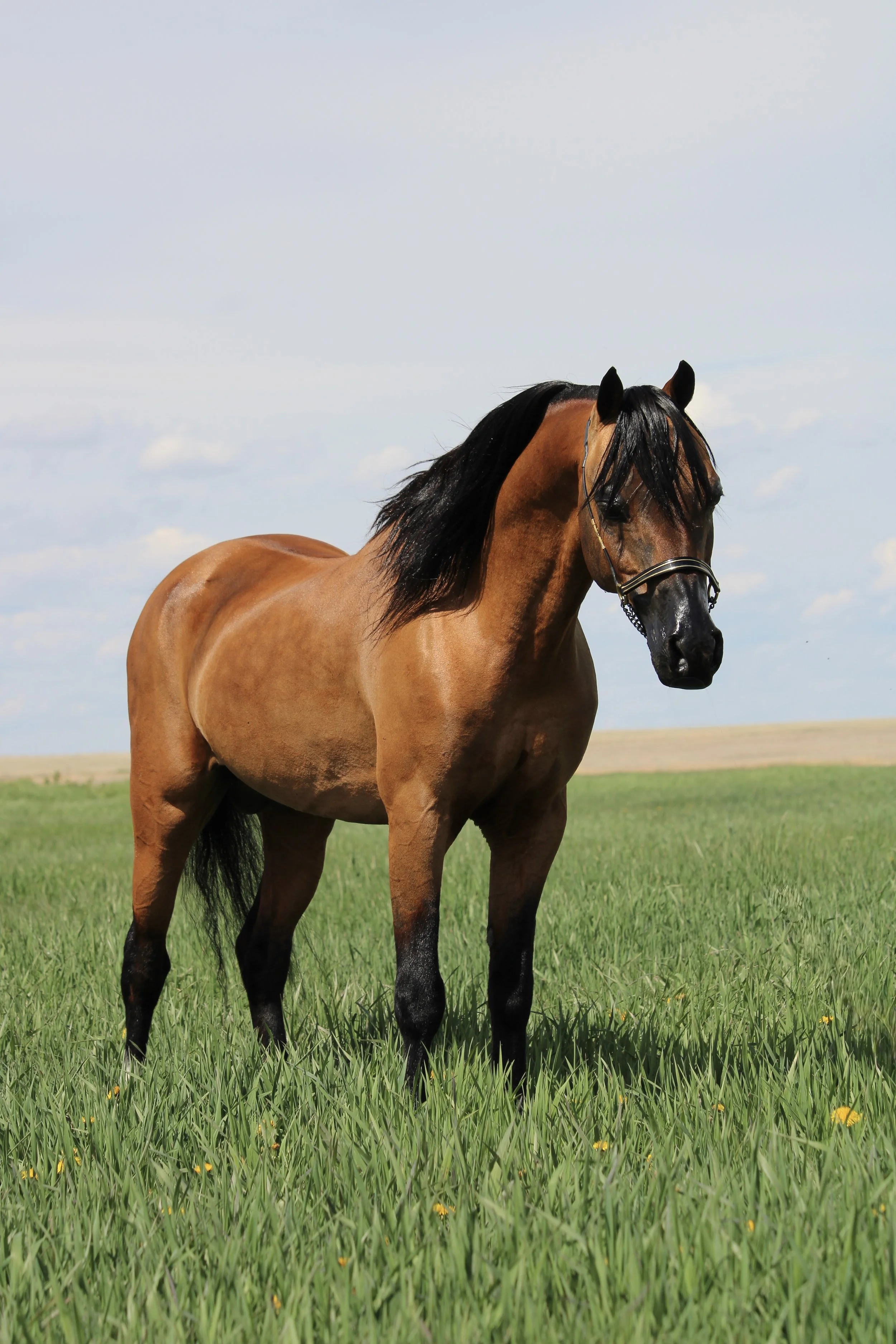 Whispering Hills Eminence