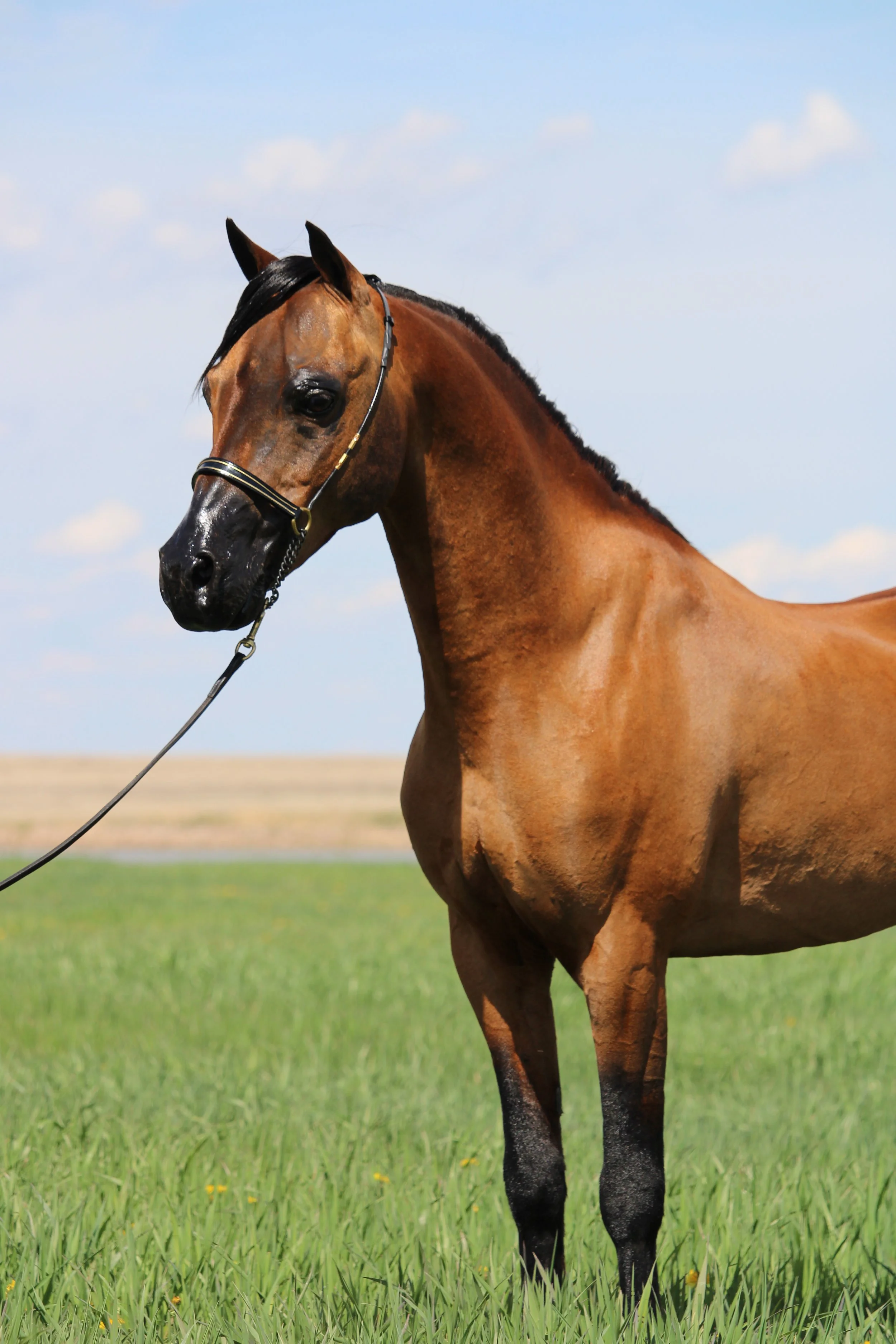 Whispering Hills Eminence