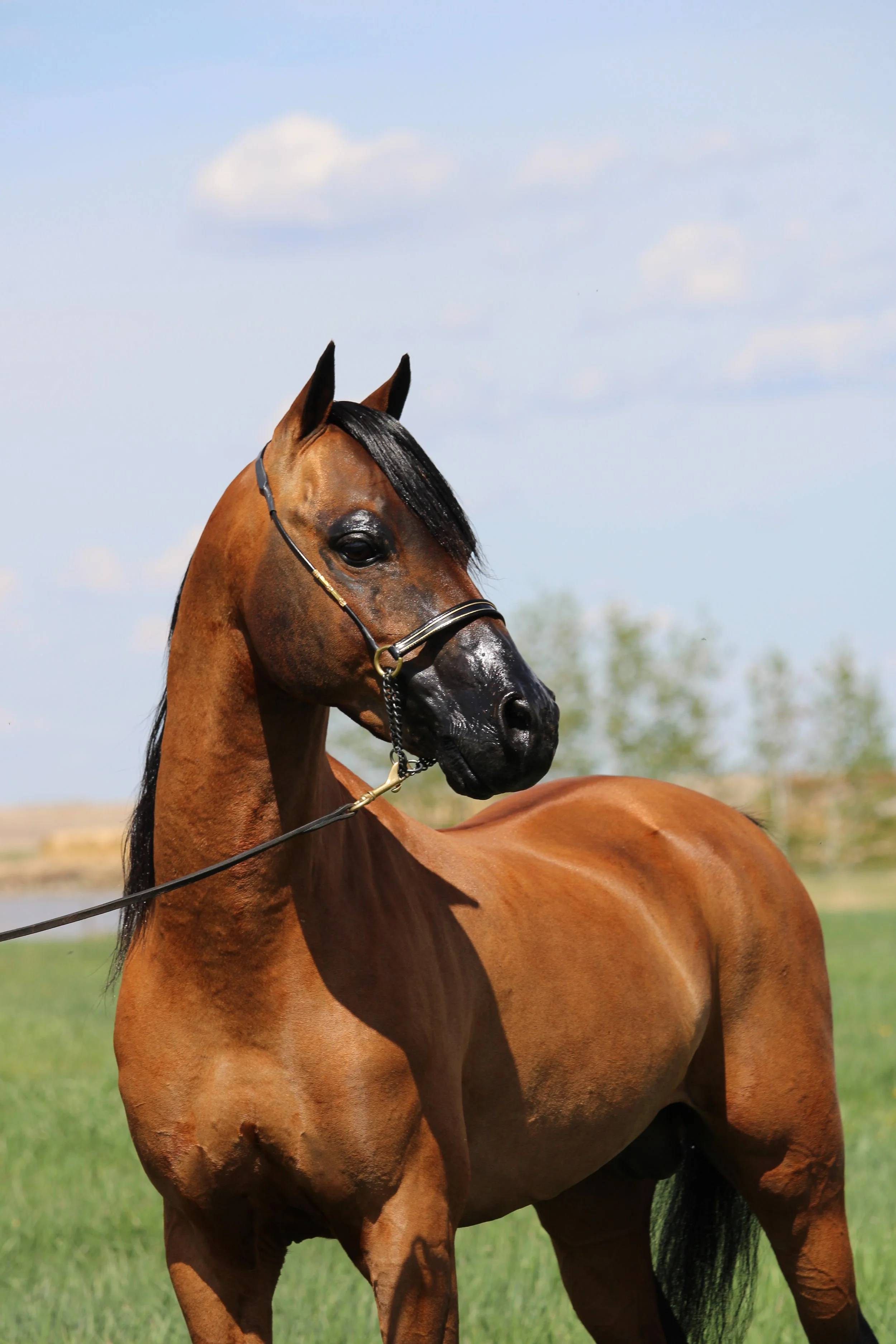 Whispering Hills Eminence
