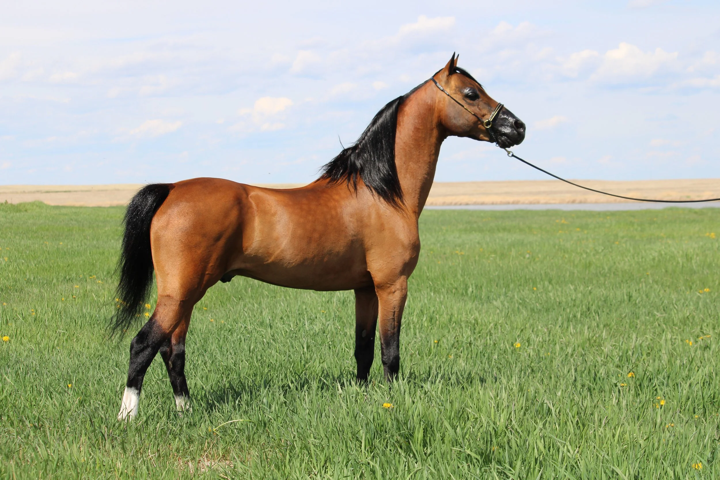 Whispering Hills Eminence