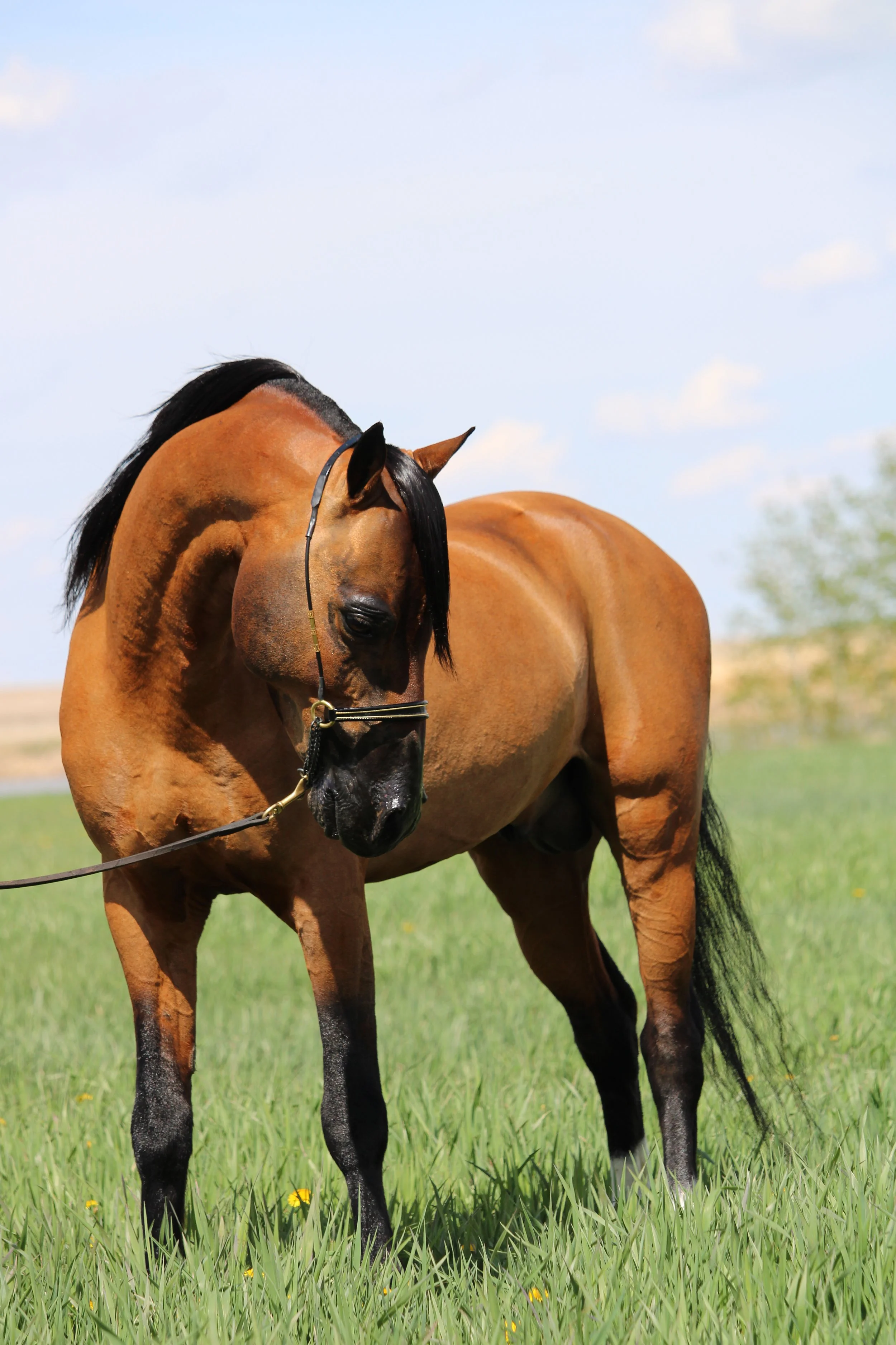 Whispering Hills Eminence