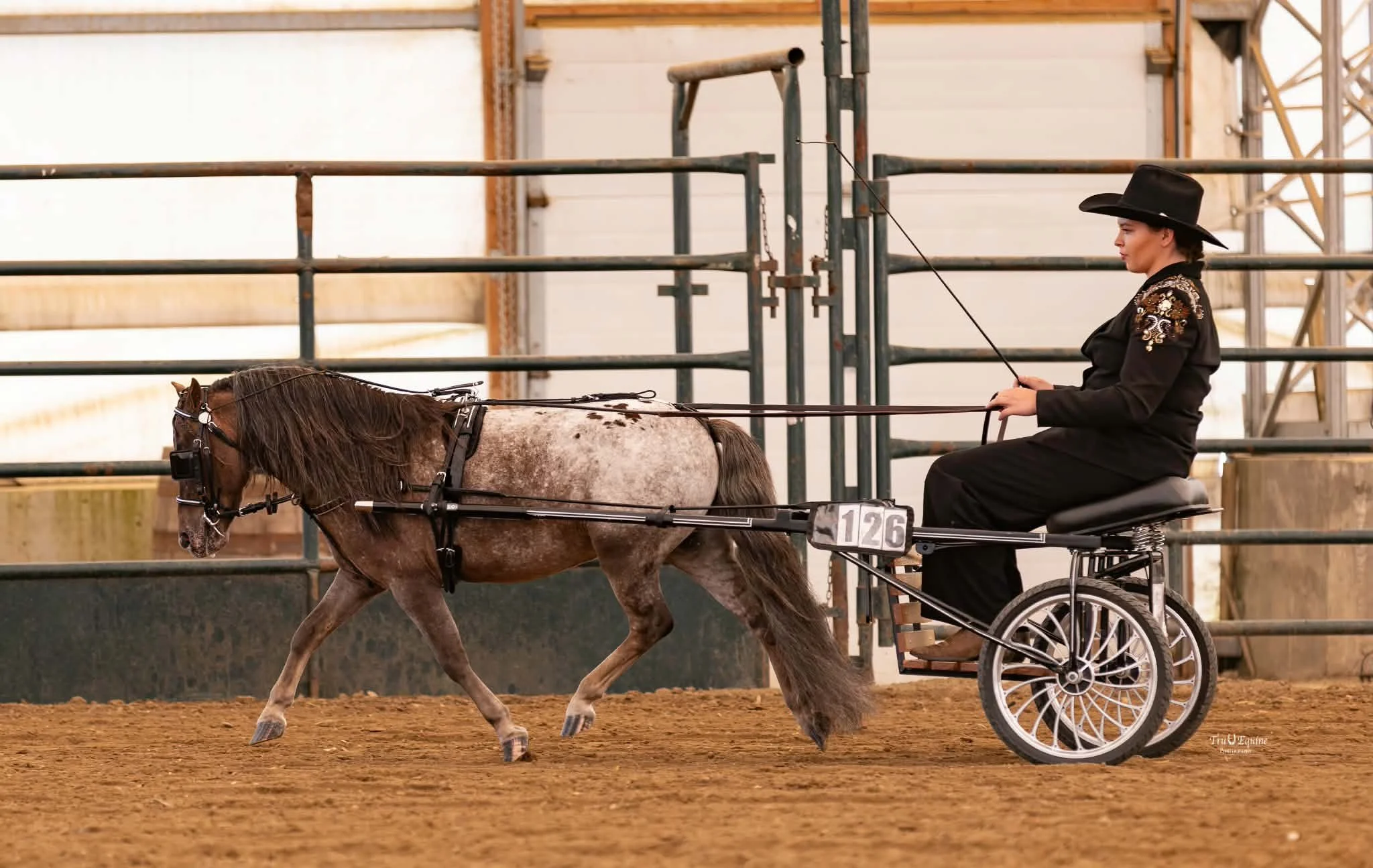 Free Rein Schnapps Crimson Spirit $8000 available after May 2027