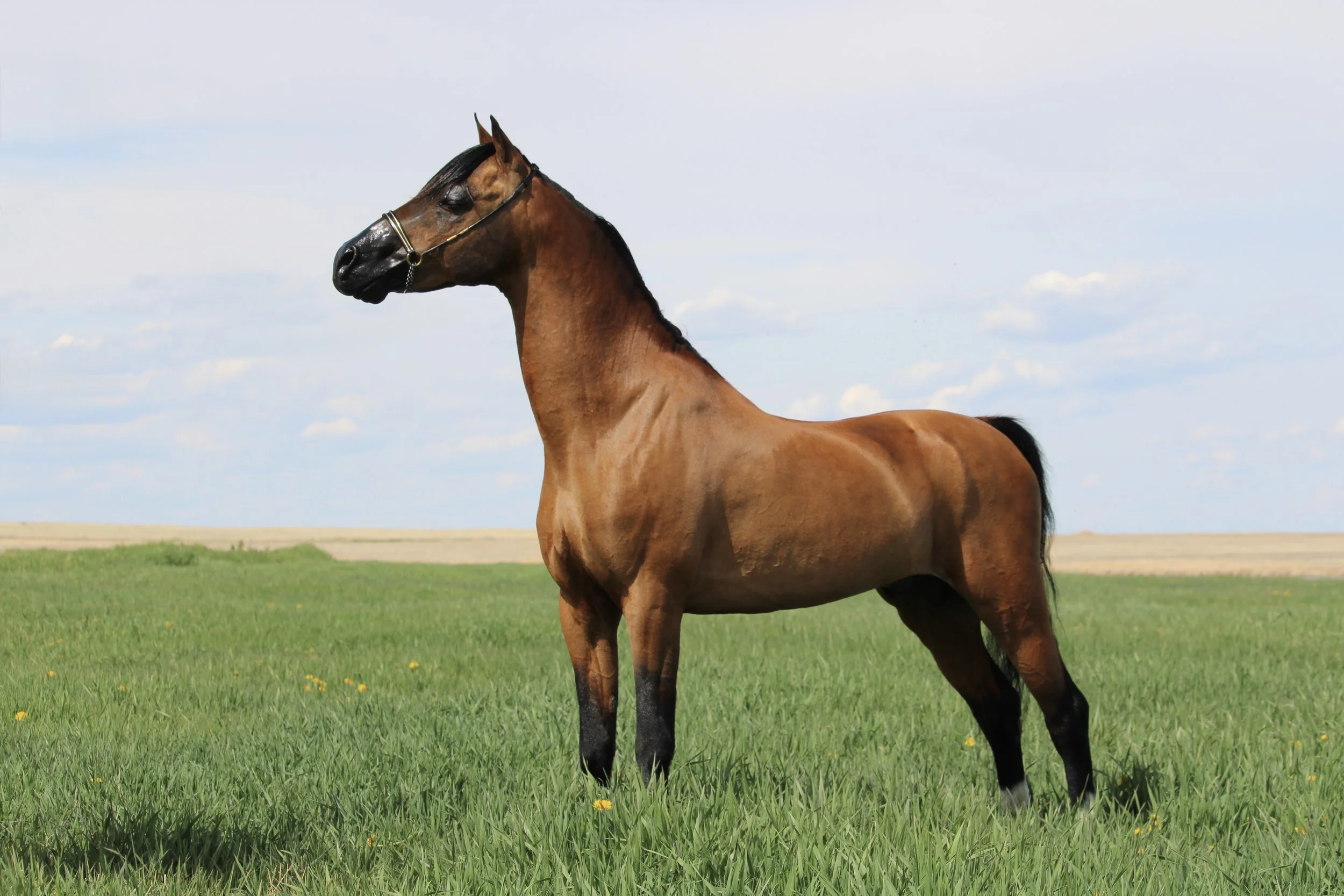 Whispering Hills Eminence