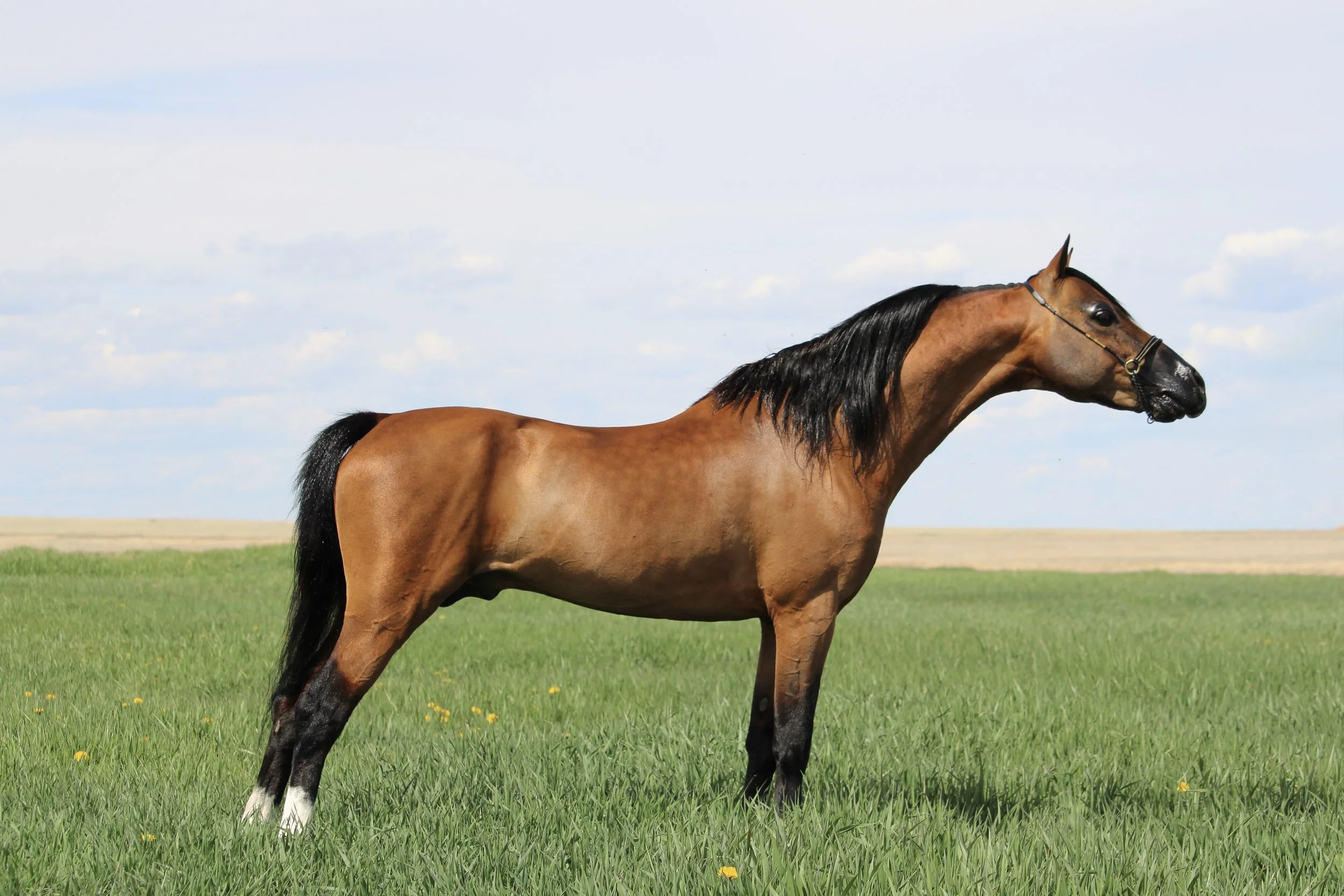 Whispering Hills Eminence