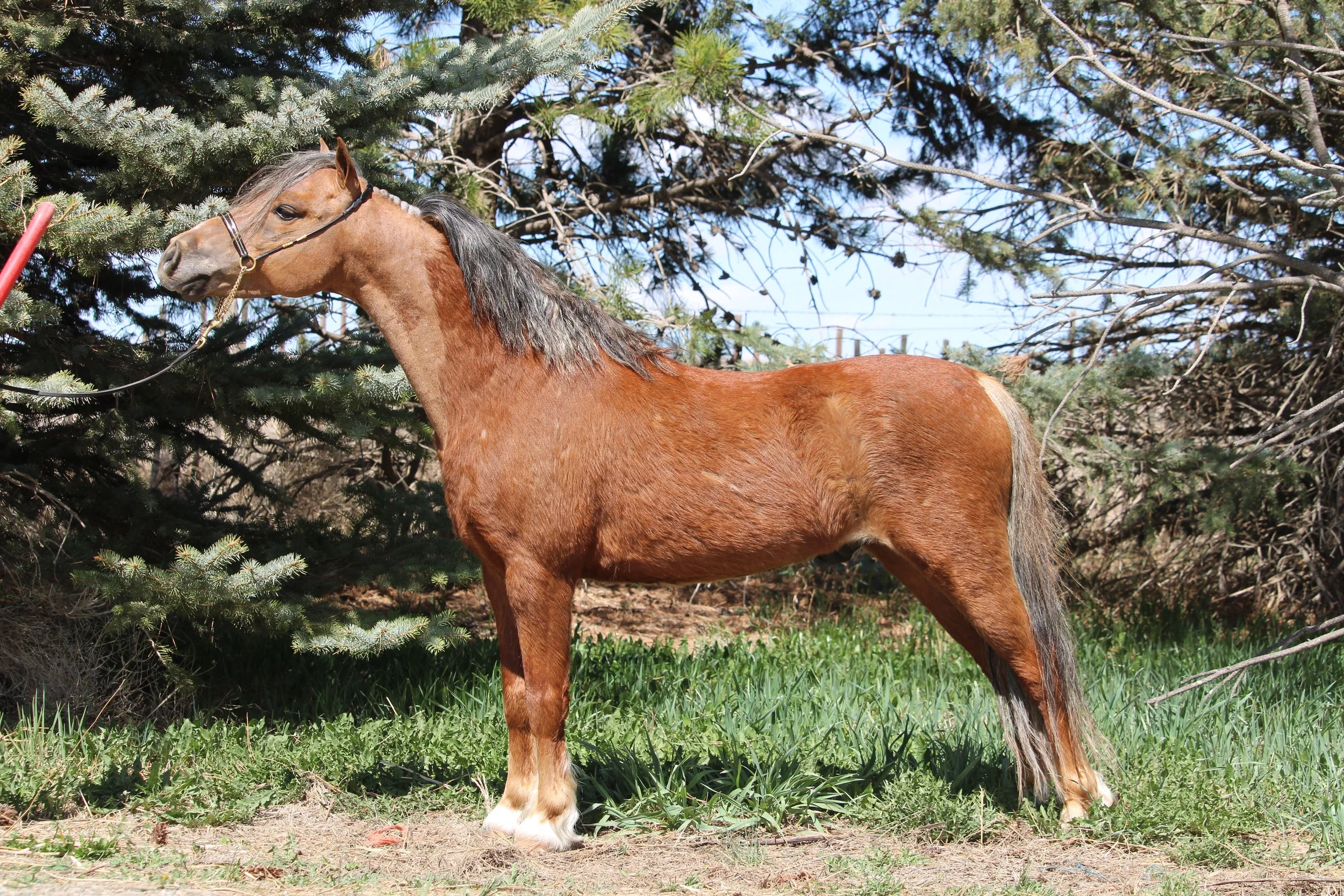 Whispering Hills Bailey $2500