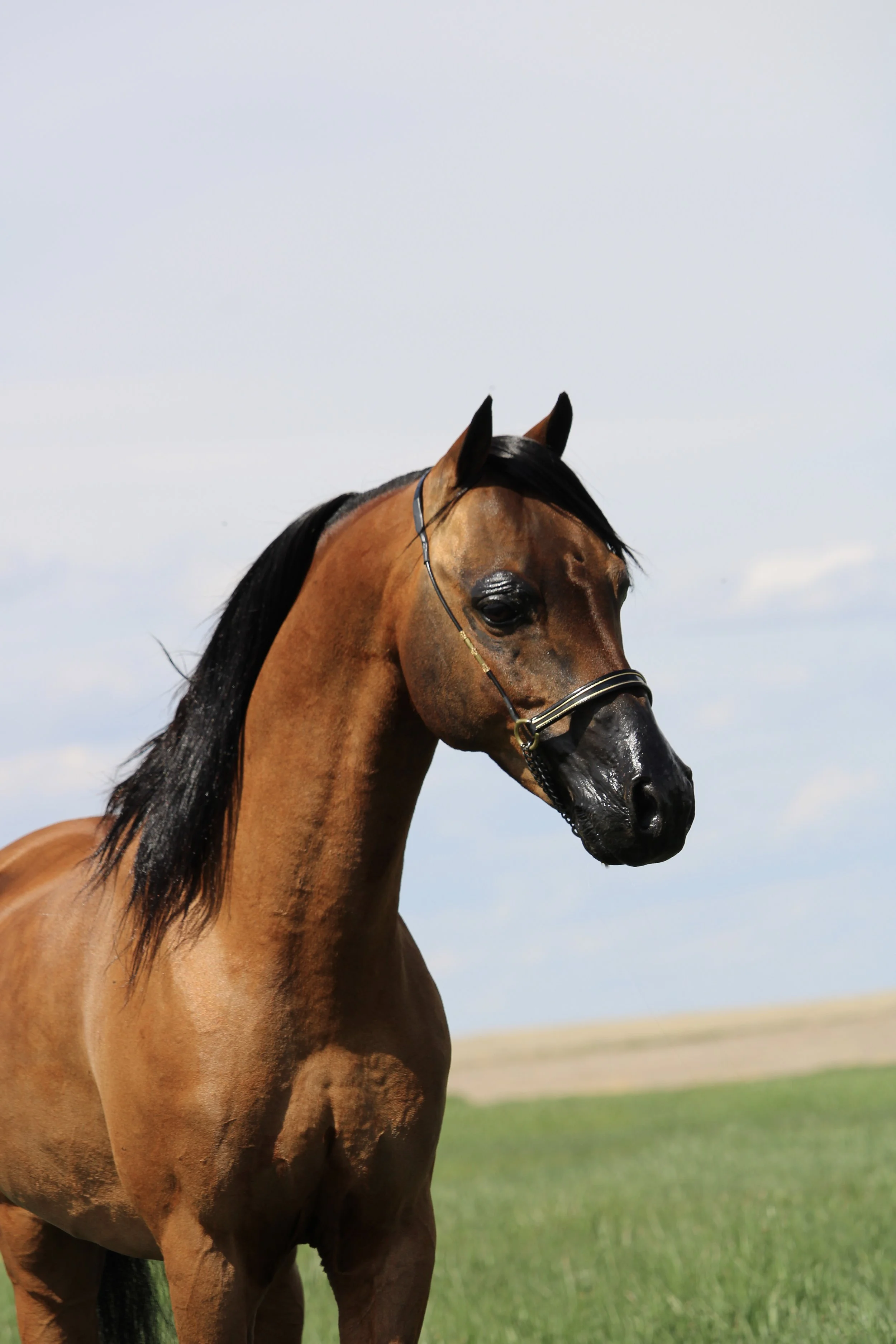 Whispering Hills Eminence 