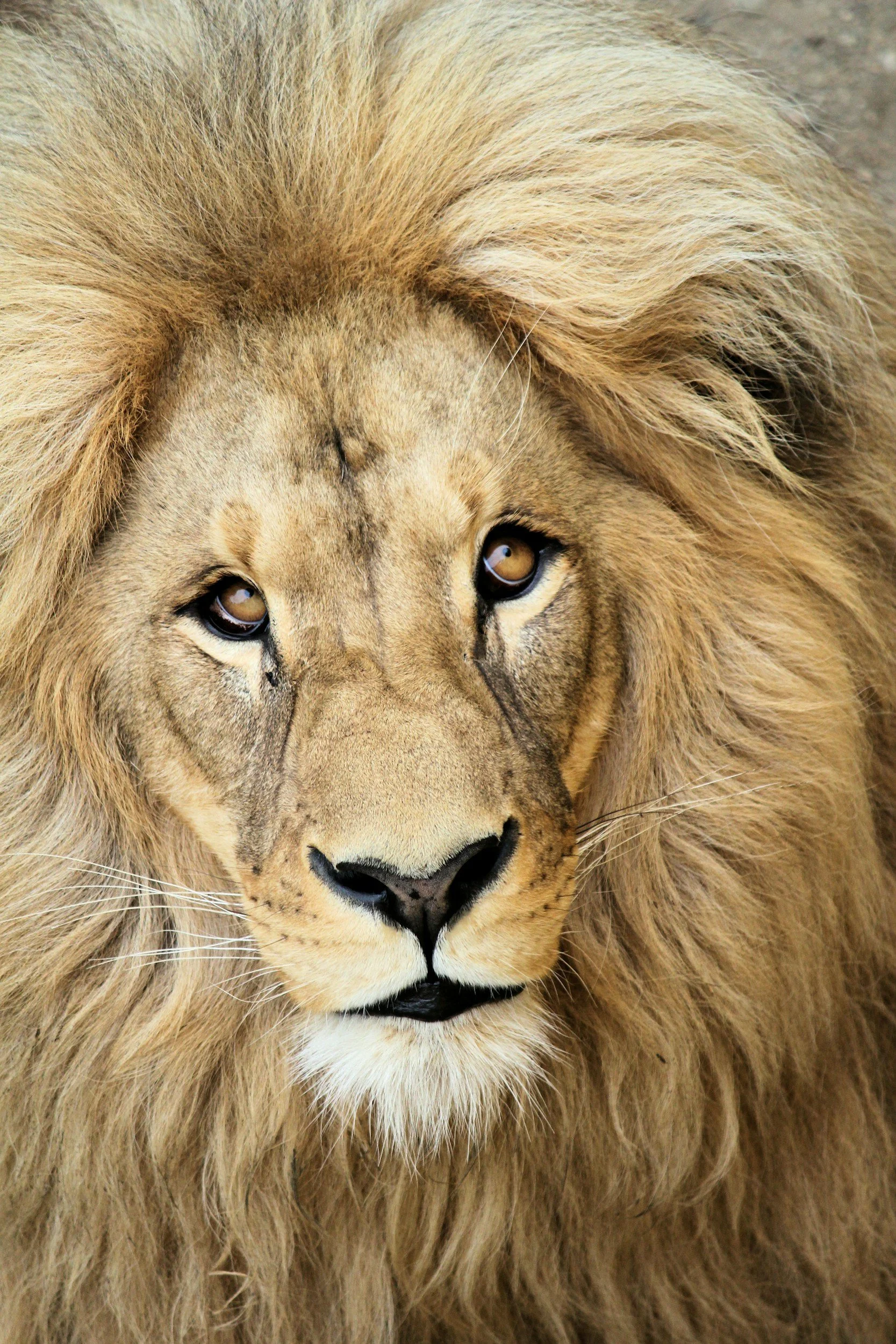 Stock image of a lion