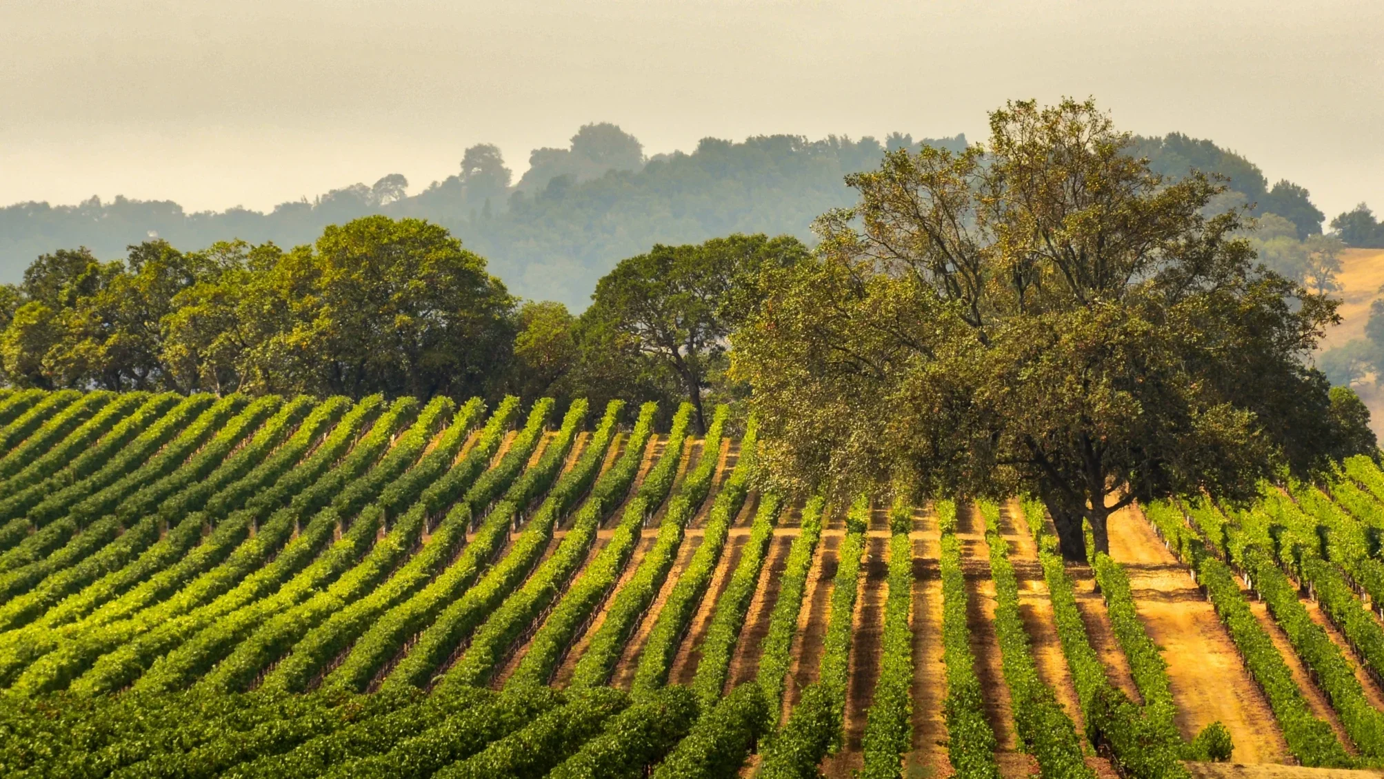 Noah River Wine Dinner