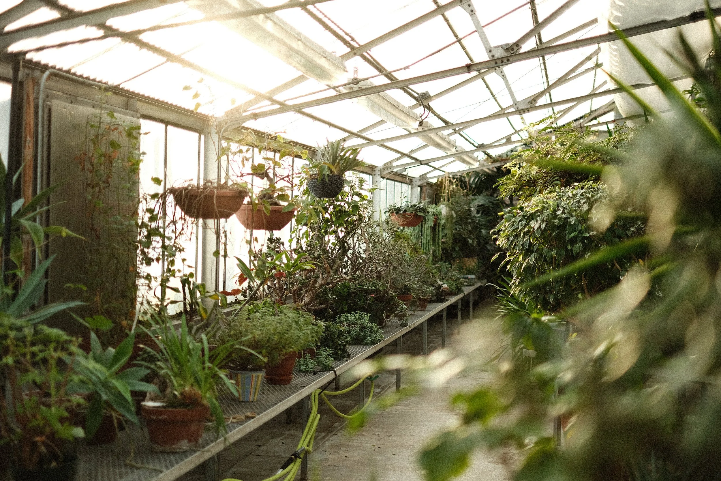 Mann Leiser Greenhouse