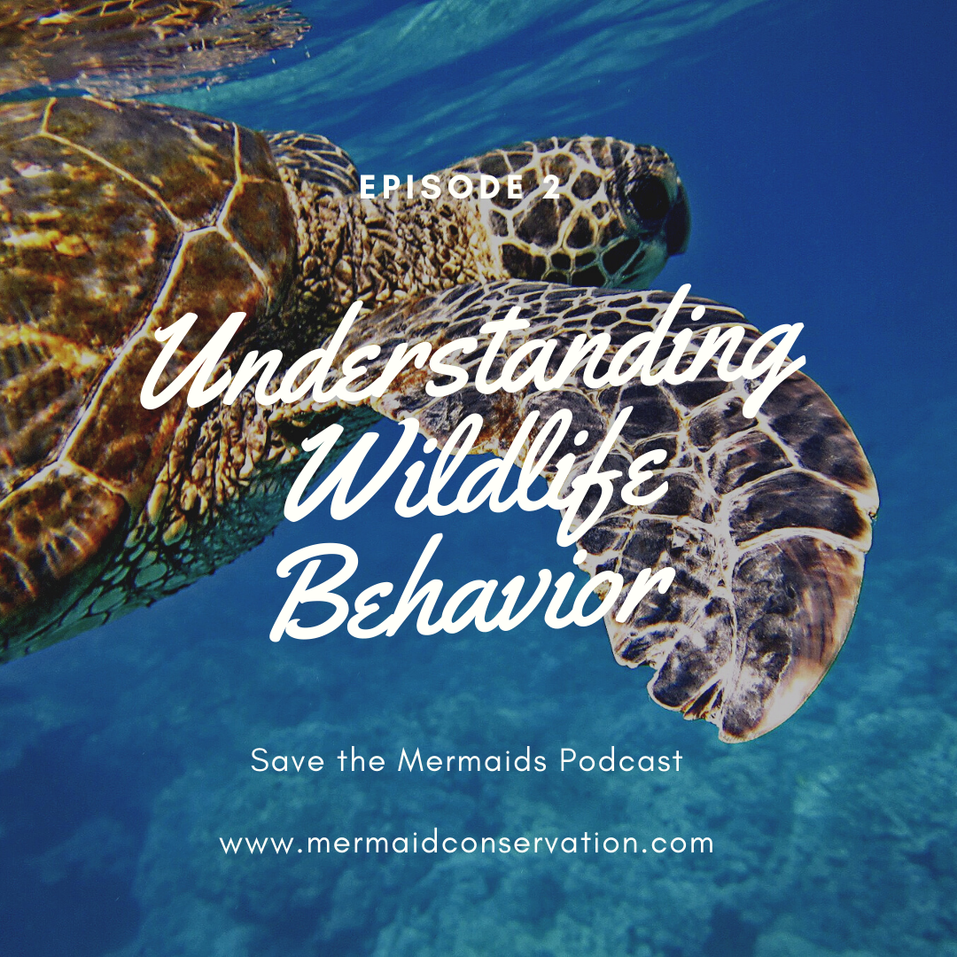 Episode 02: Understanding Wildlife Behavior