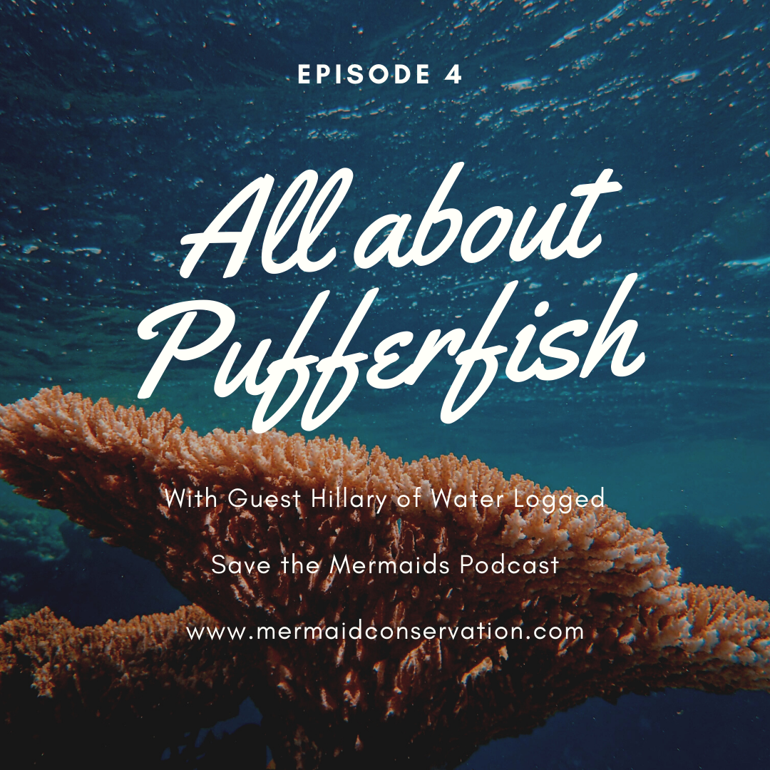 Episode 04: All About Pufferfish with Hilary from Water Logged