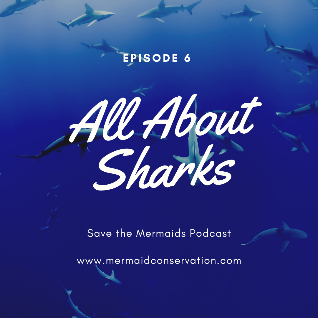 Episode 06: All About Sharks