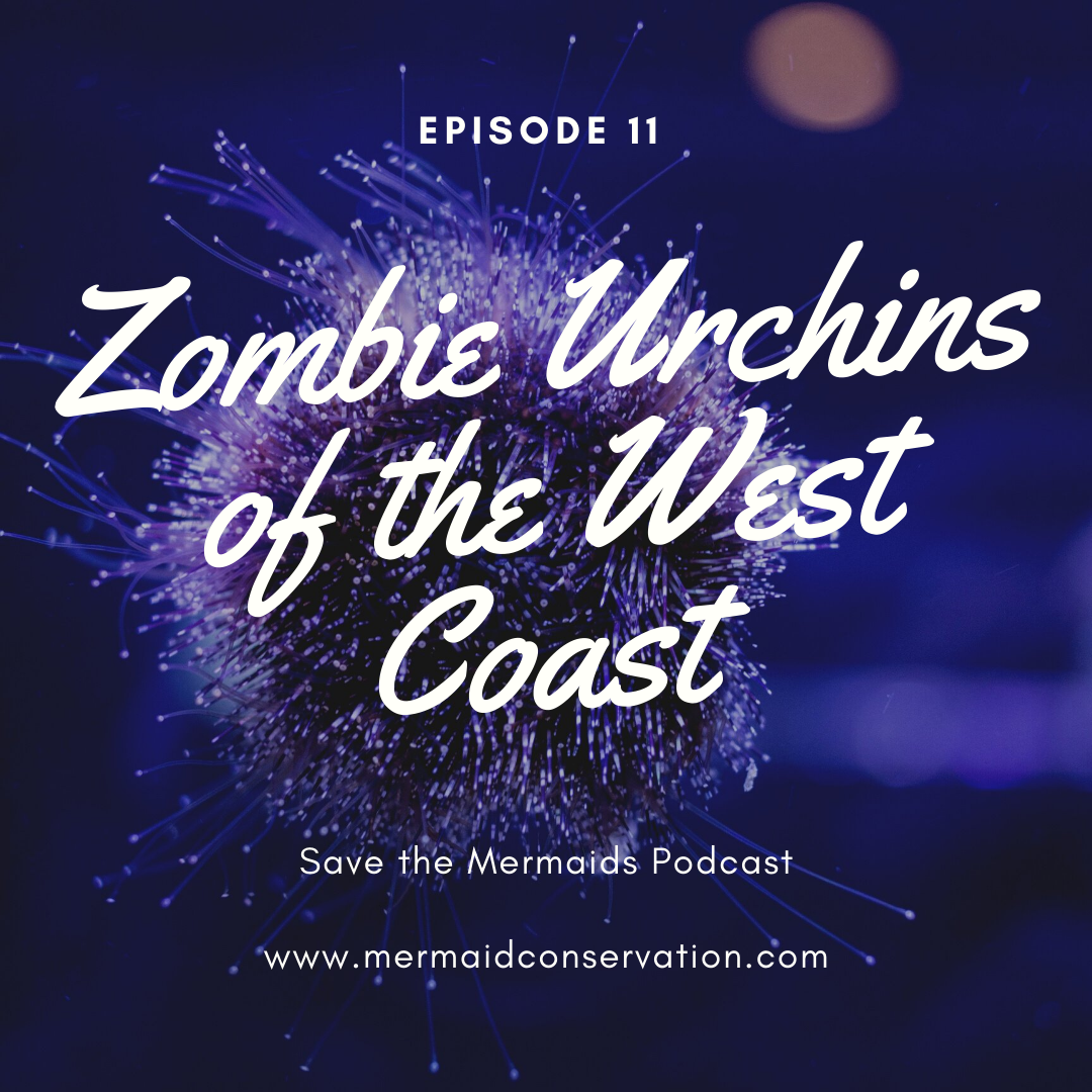 Episode 11: Zombie Urchins