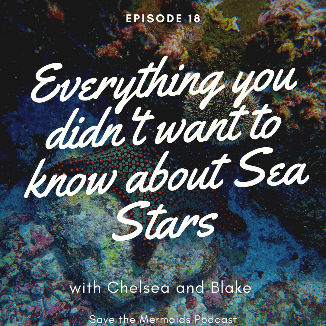 Episode 18: Everything you didn’t want to know about sea stars