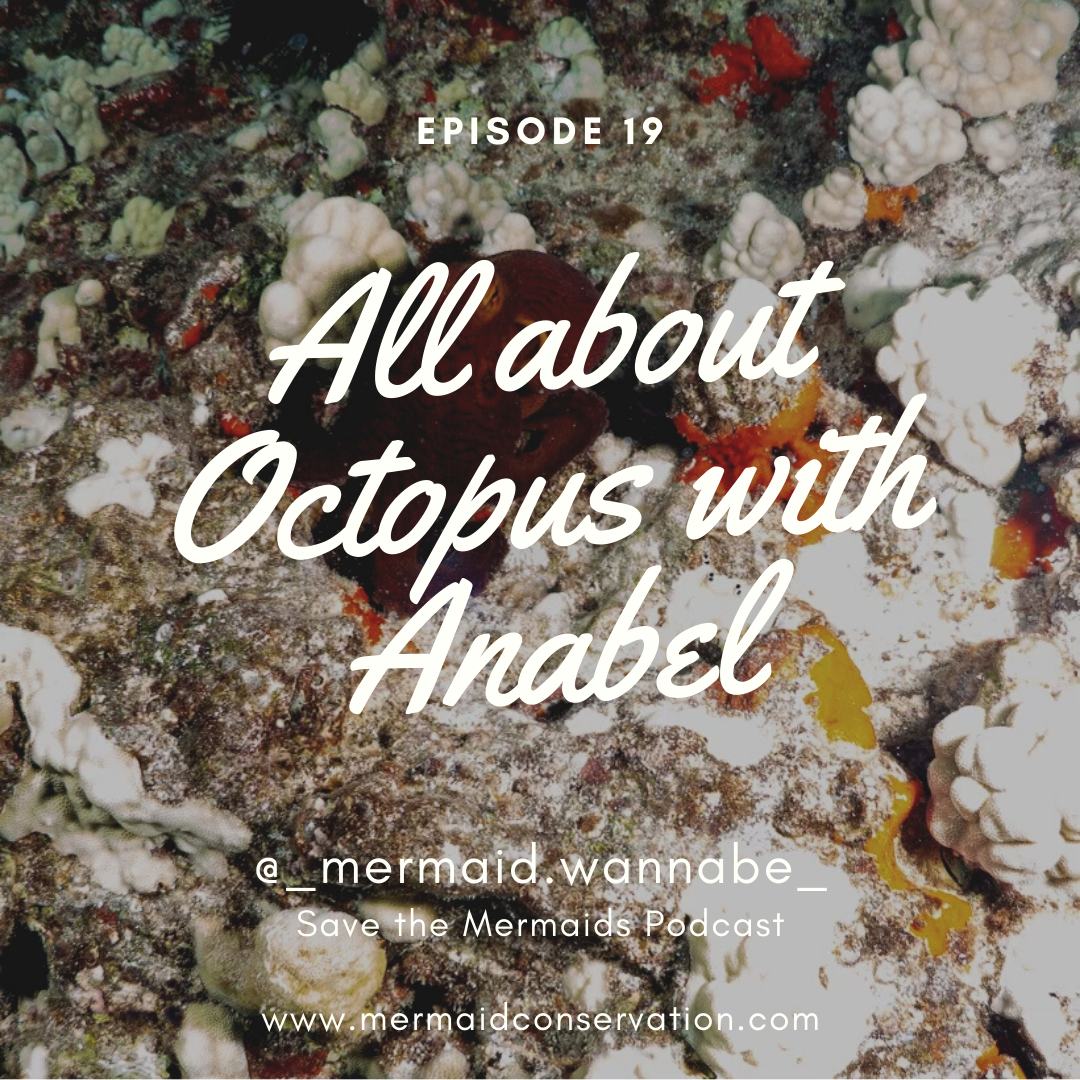 Episode 19: All about Octopus with Anabel Capero