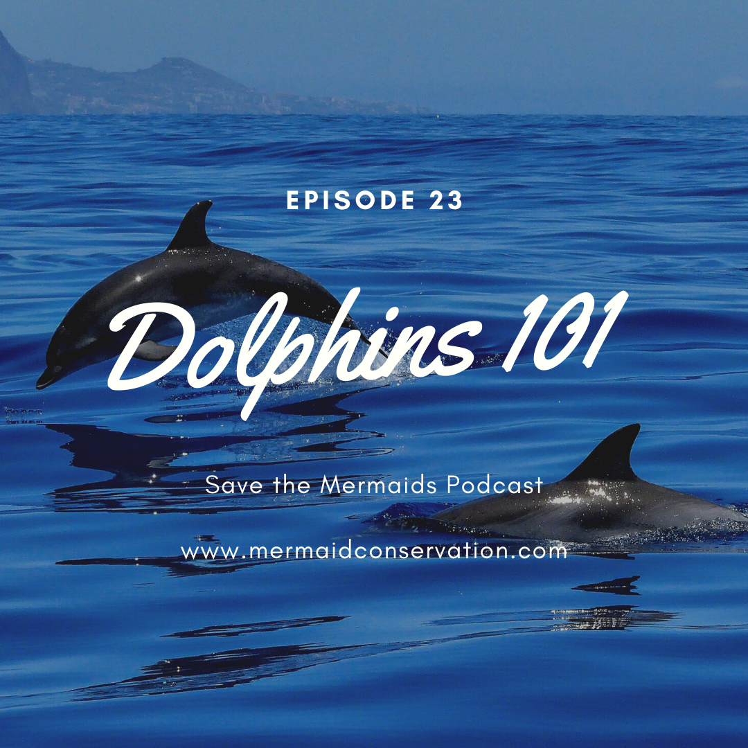 Episode 23: Dolphins 101