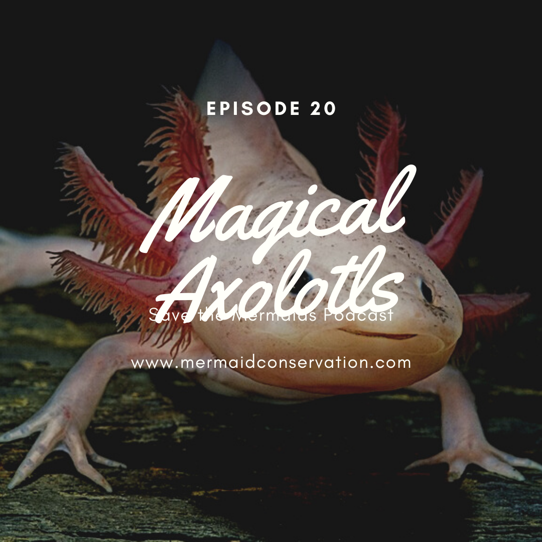 Episode 20: Magical Axolotls 