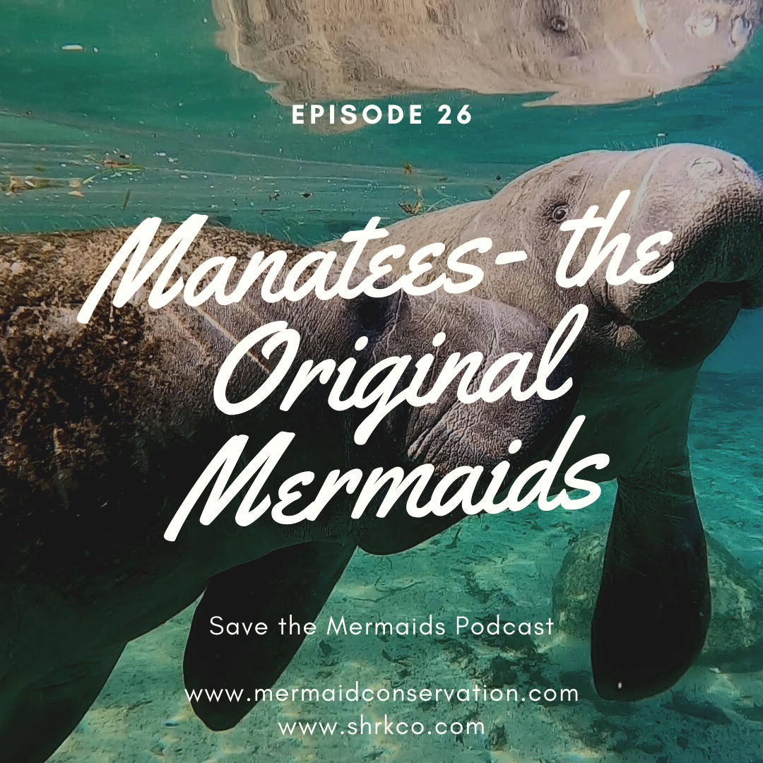 Episode 27: Manatees- the Original Mermaids
