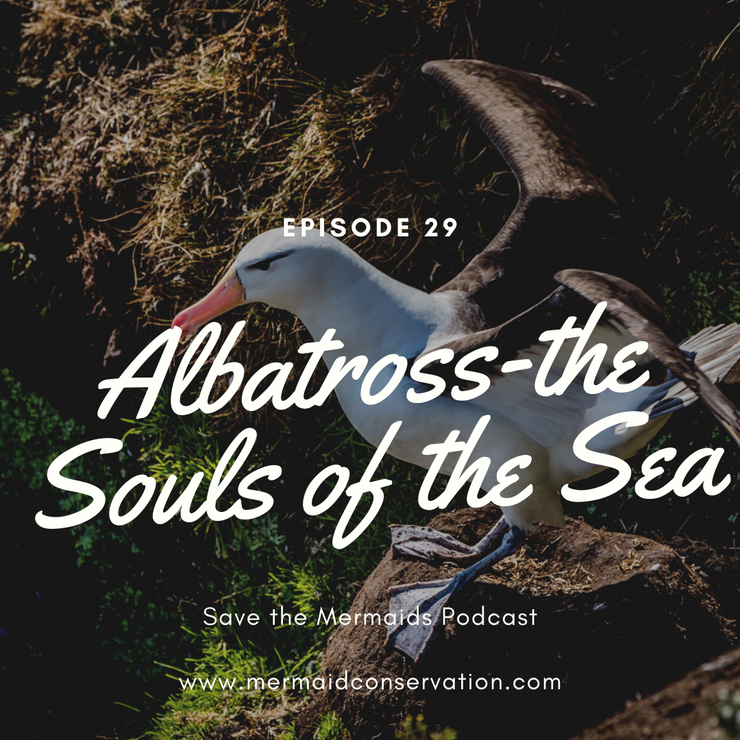 Episode 29: Albatross- Souls of the Sea