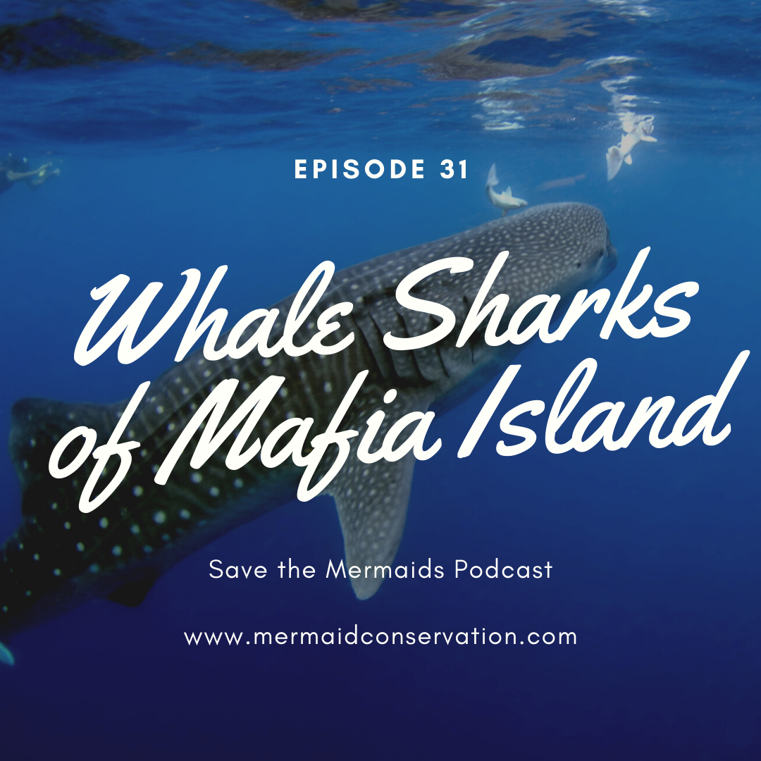 Episode 31: Whale Sharks of Mafia Island 