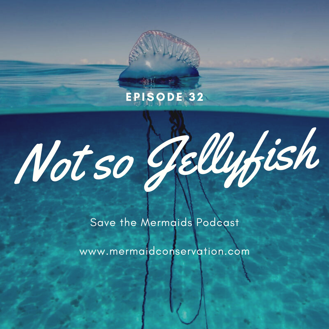 Episode 32: Not so Jelly Jellyfish 