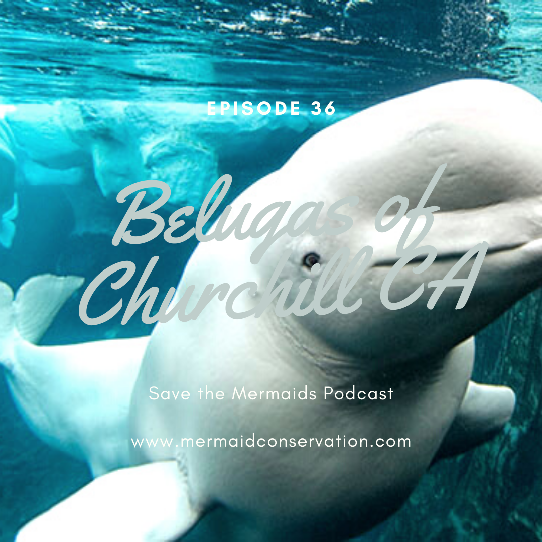 Episode 36: Belugas of Churchill Canada