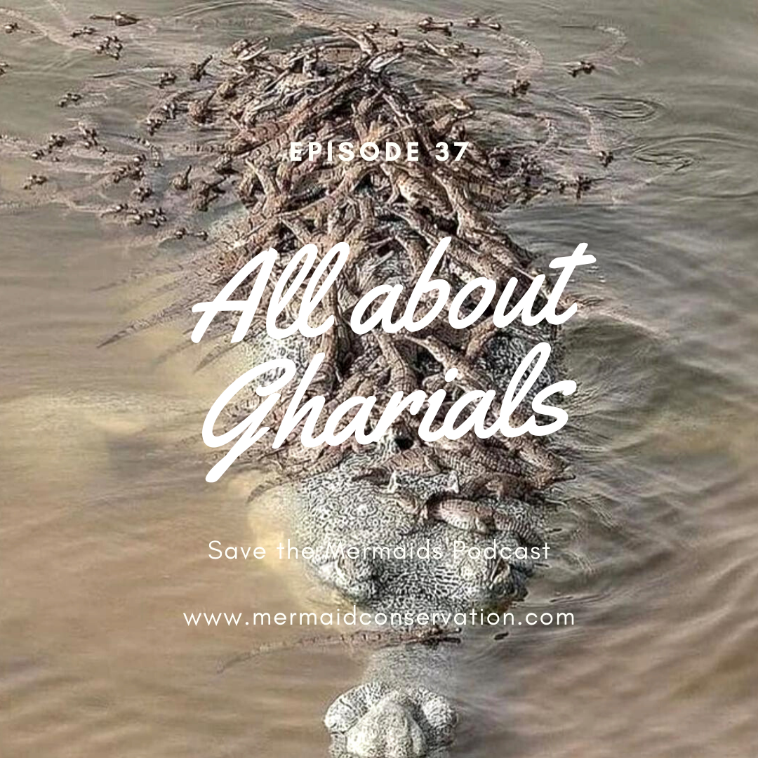 Episode 37: All about Gharials 