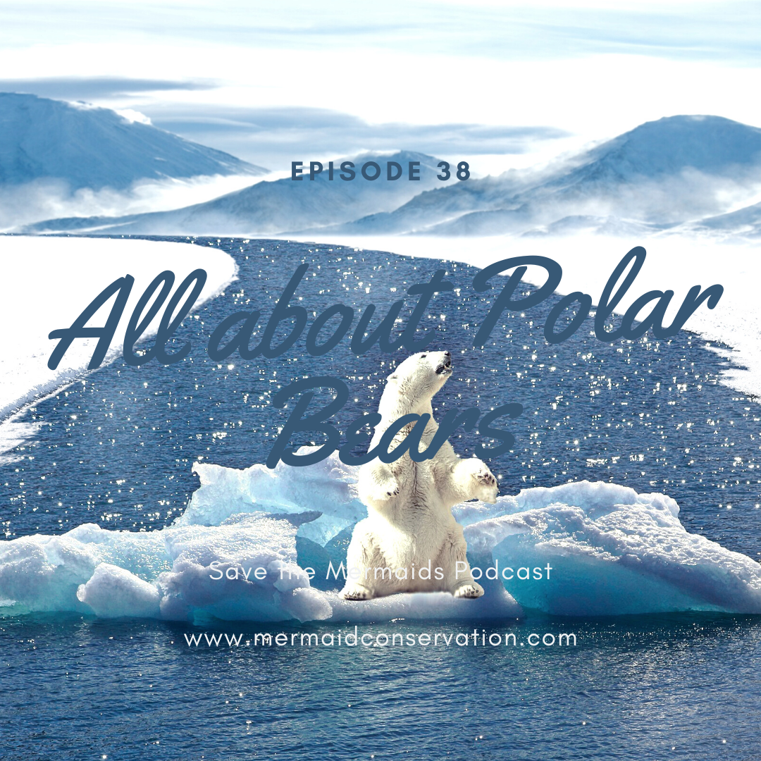 Episode 40: All about Polar Bears
