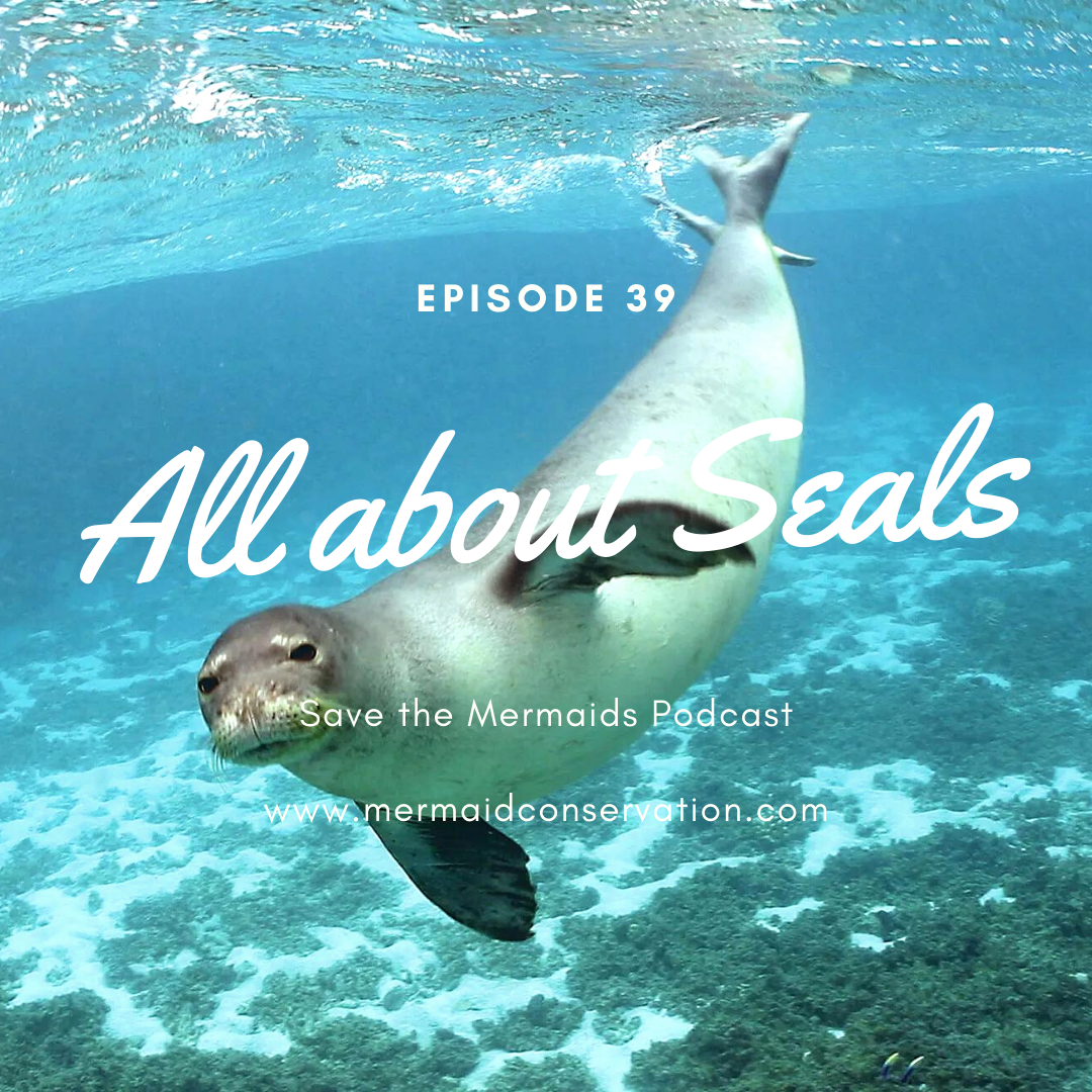 Episode 39: All about Seals