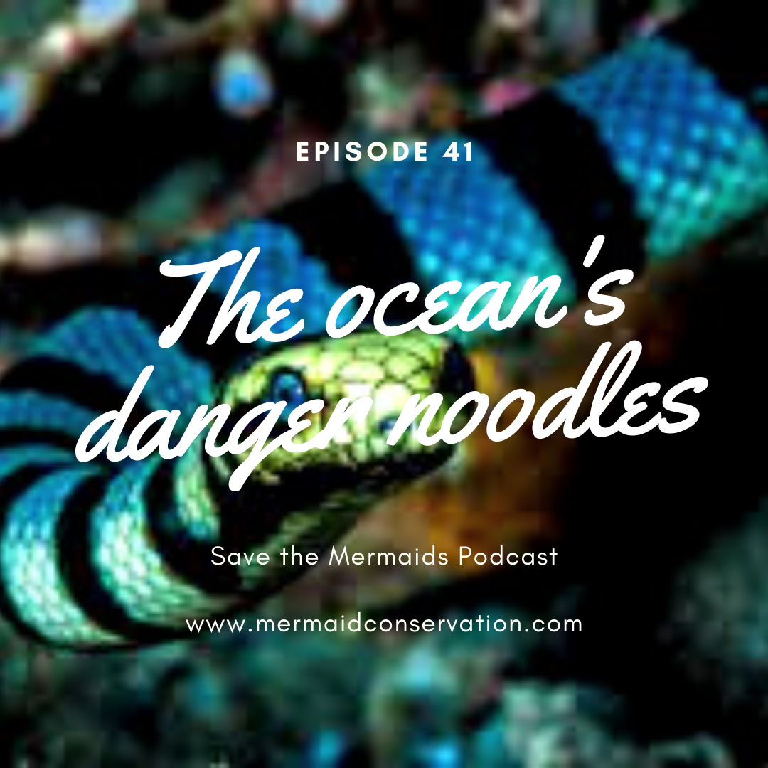 Episode 41: The ocean’s danger noodles