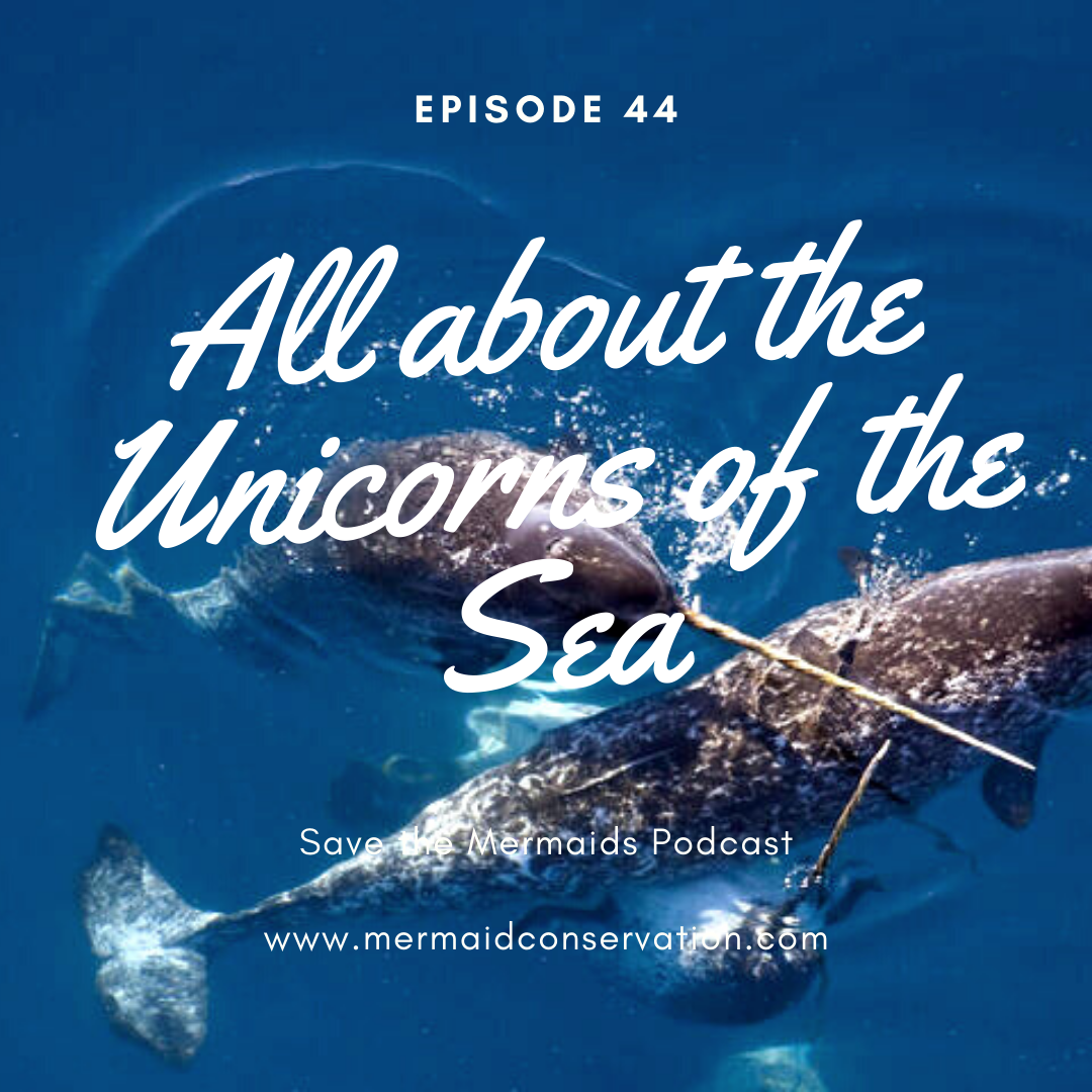 Episode 44: All about the Unicorns of the Sea